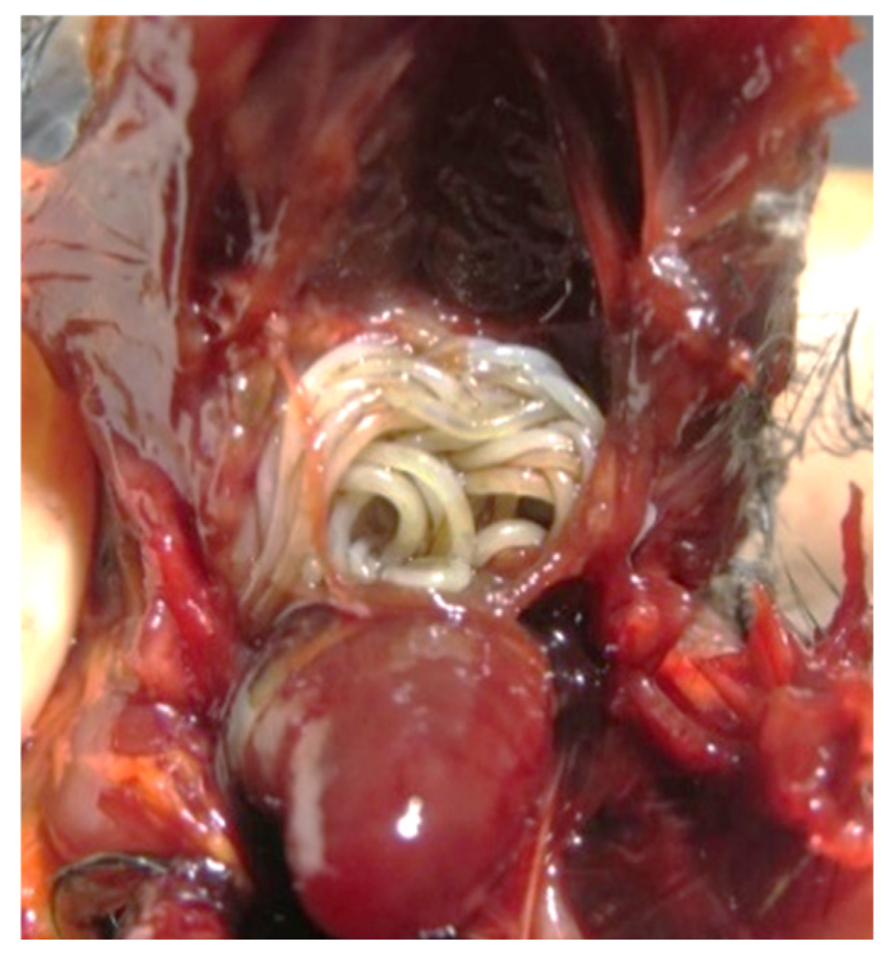 Animals 14 03664 g005 Animals 14 03664 g005