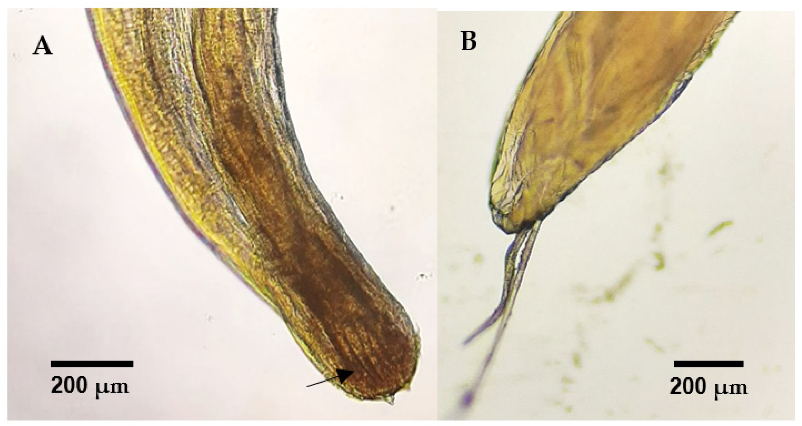 Animals 14 03664 g006 Animals 14 03664 g006