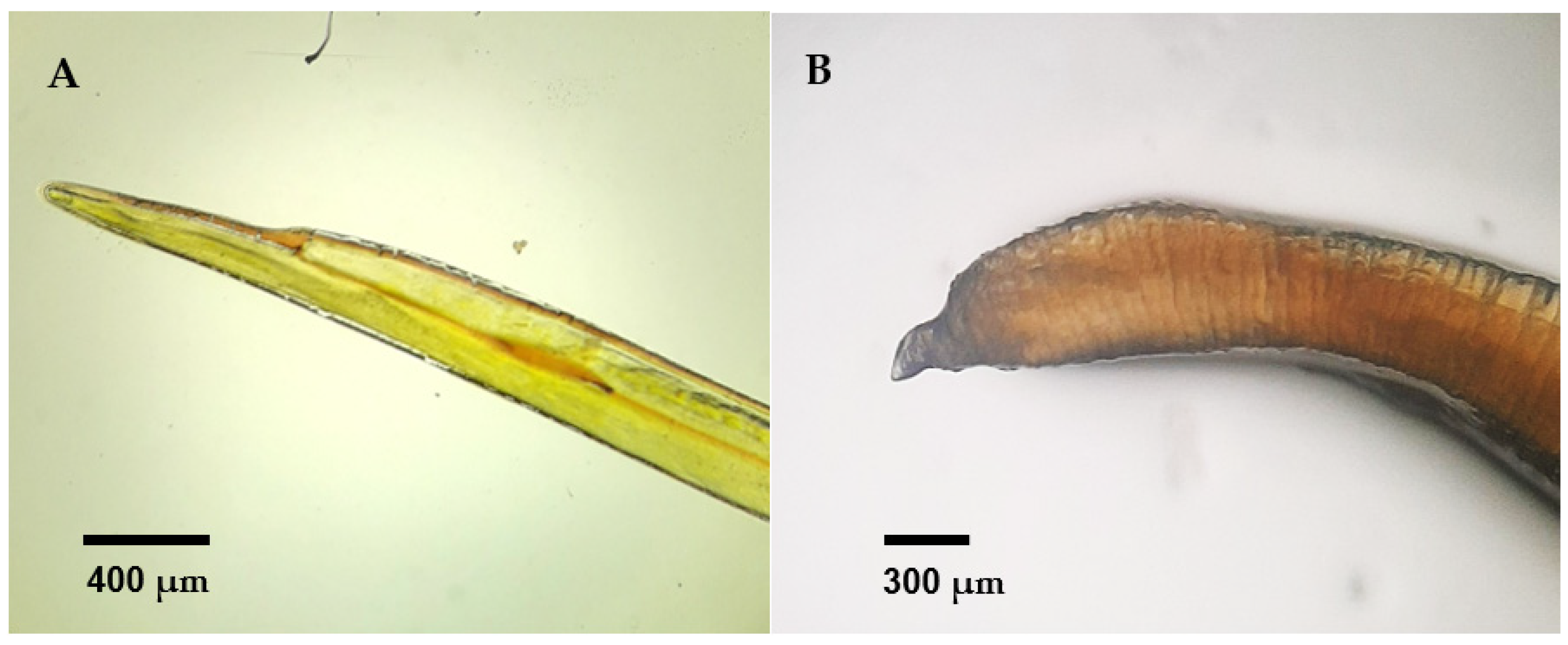 Animals 14 03664 g007 Animals 14 03664 g007