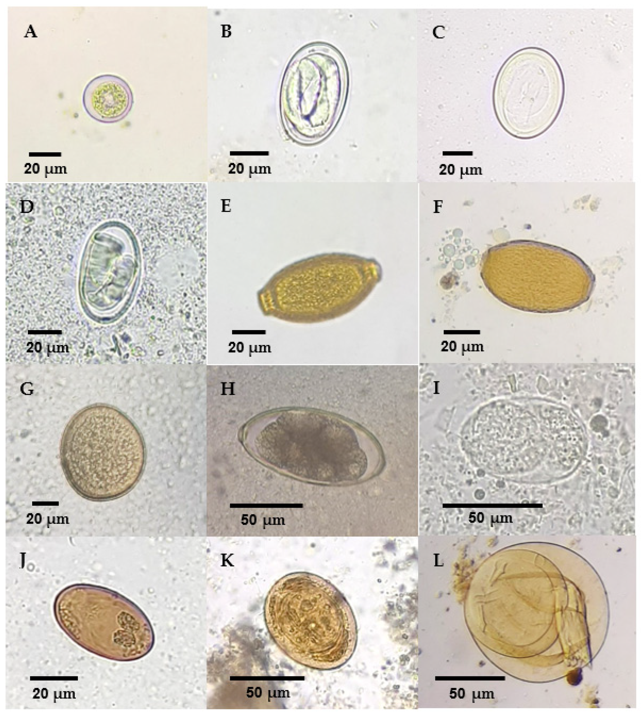 Animals 14 03664 g008 Animals 14 03664 g008