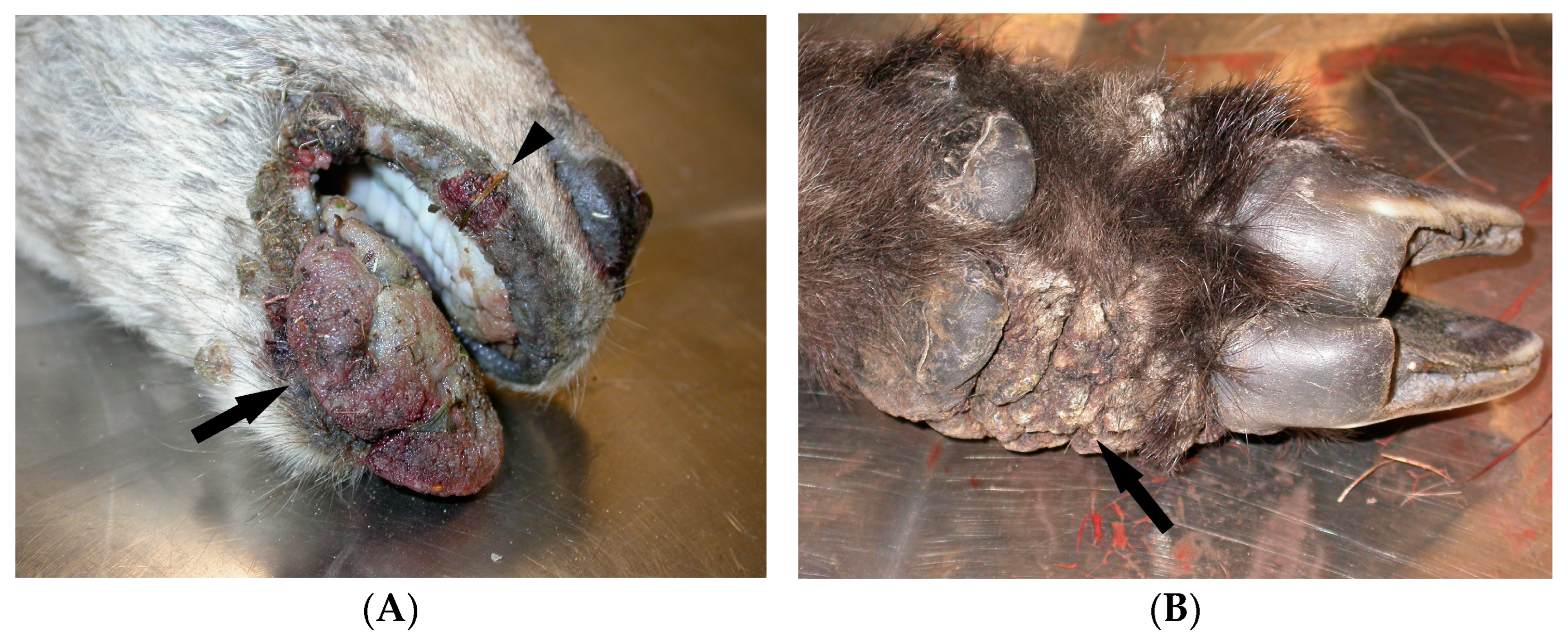 Animals 14 03666 g001a