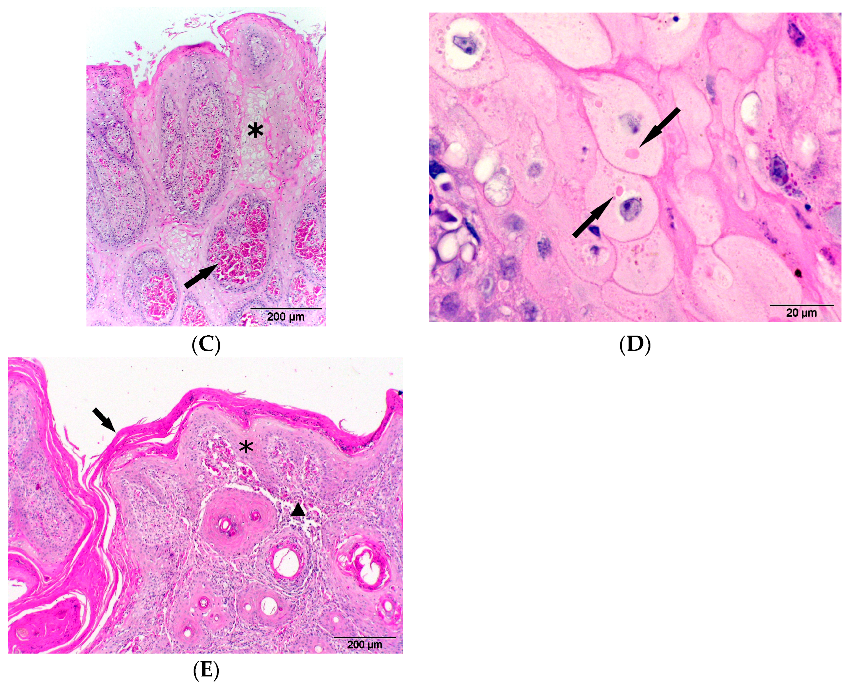 Animals 14 03666 g001b