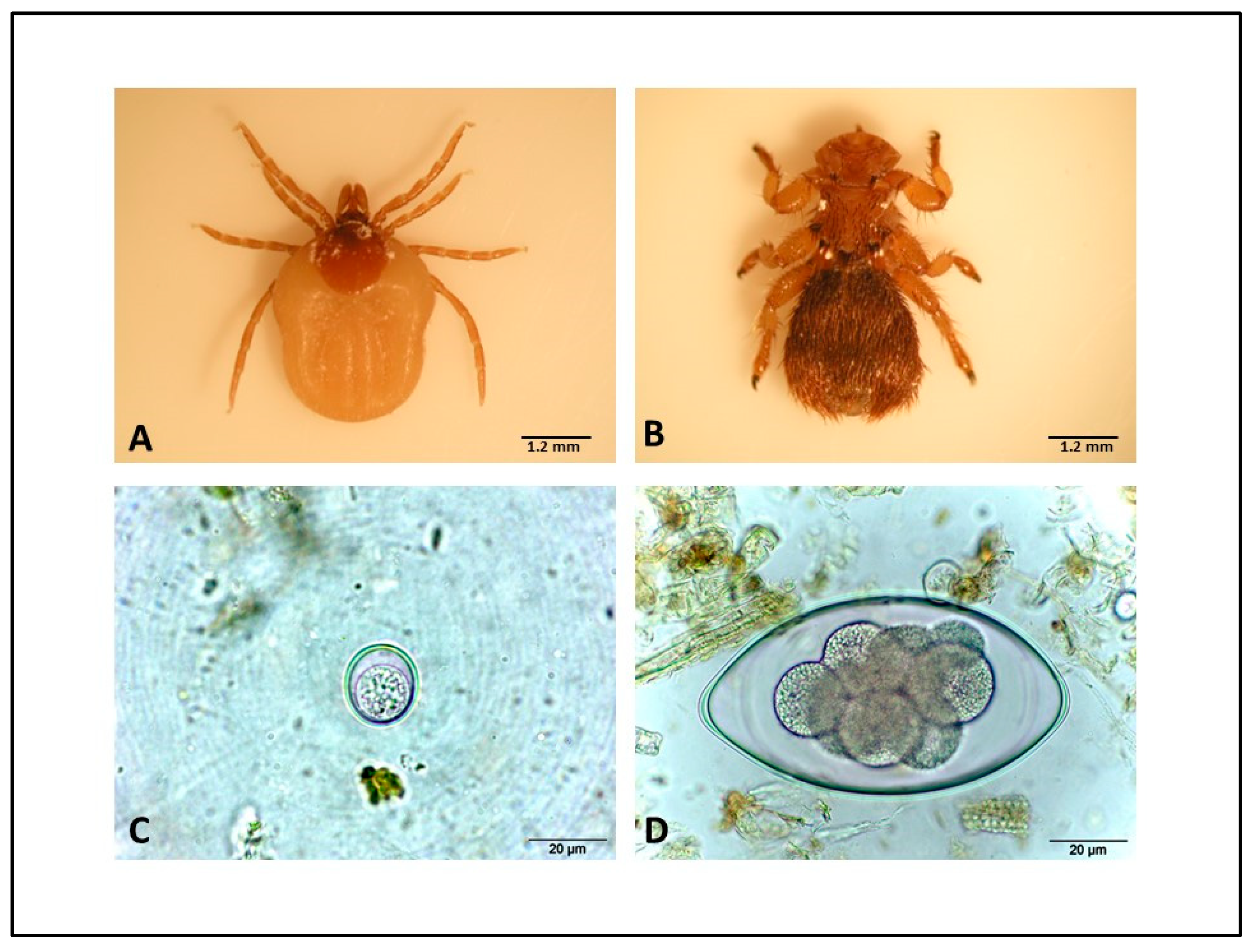 Animals 14 03666 g002