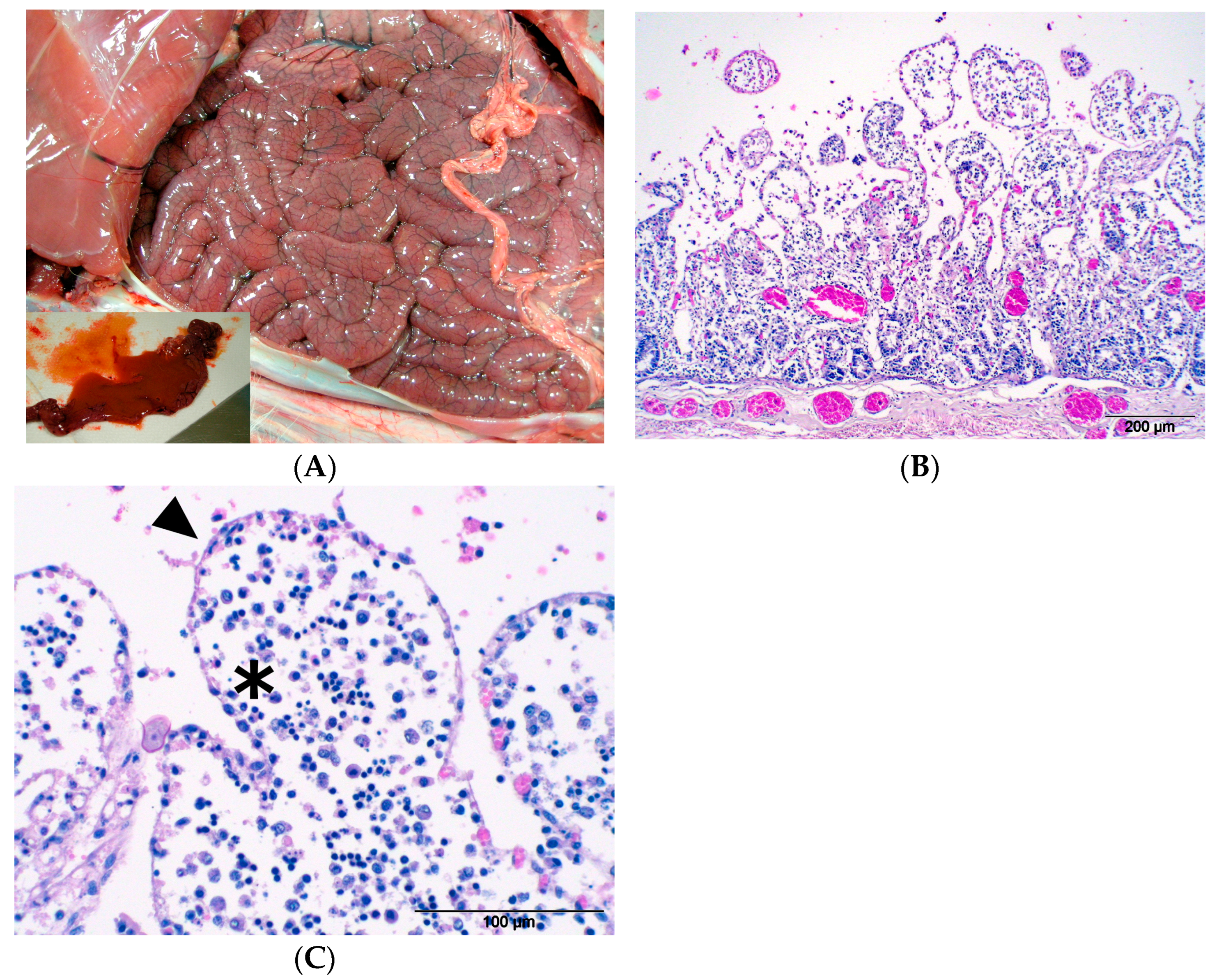 Animals 14 03666 g003