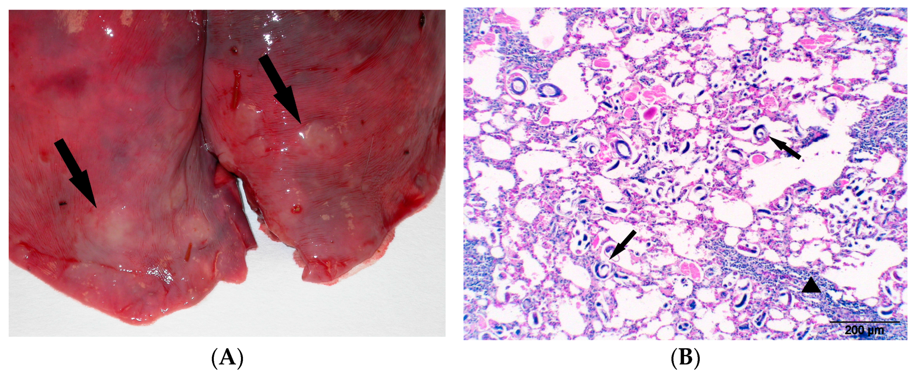 Animals 14 03666 g004