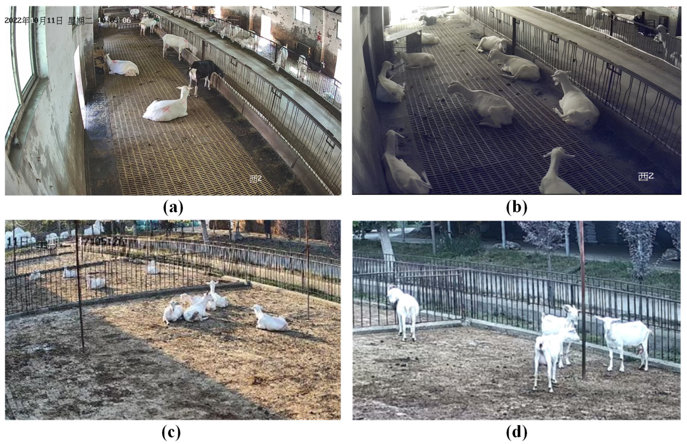 Animals 14 03667 g001