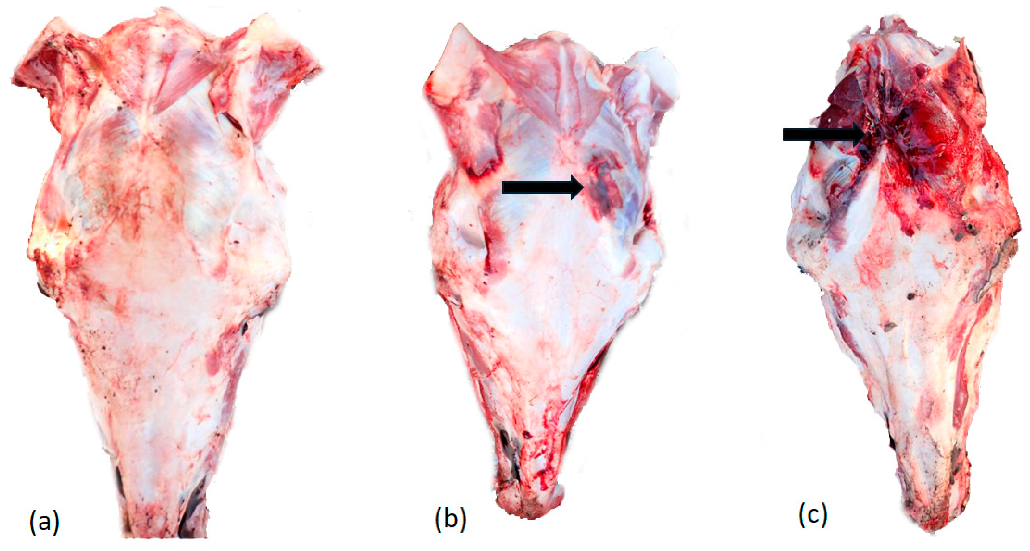 Animals 14 03673 g004 Animals 14 03673 g004