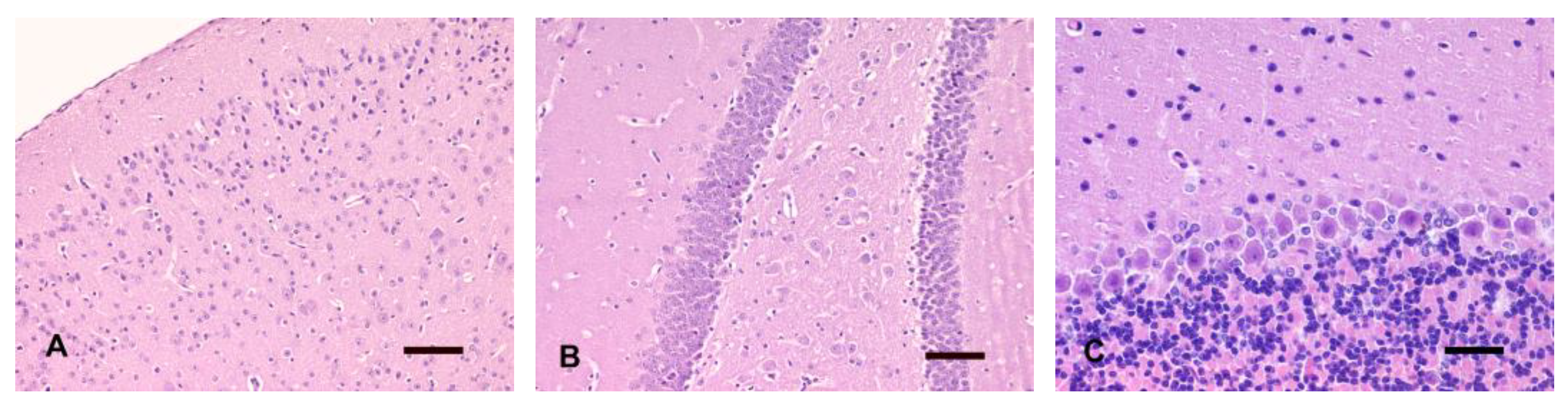 Animals 14 03676 g001