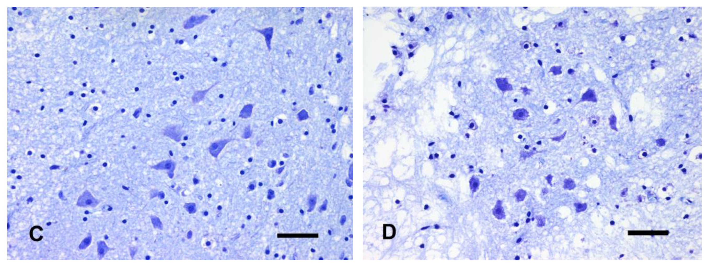 Animals 14 03676 g002b