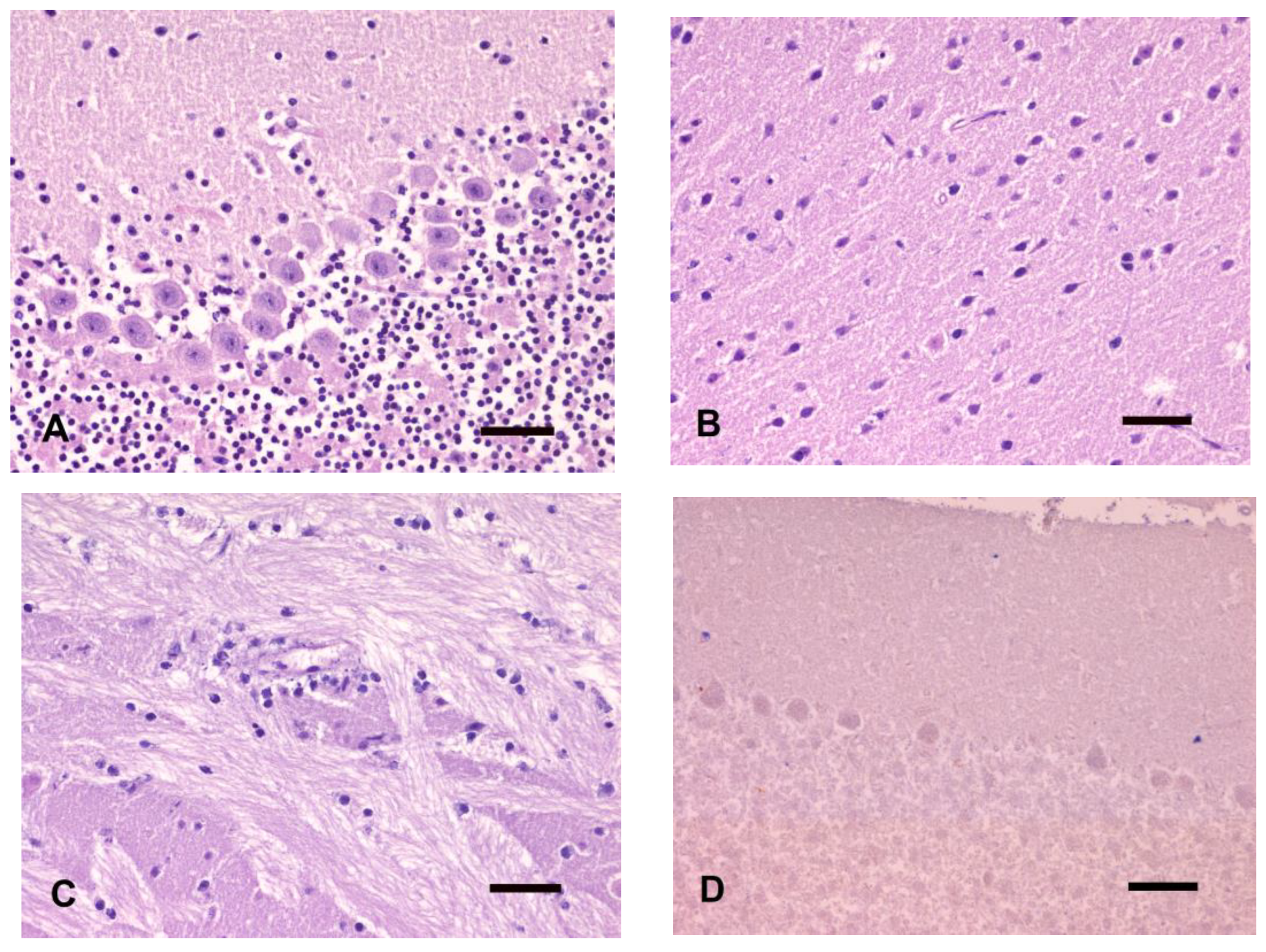 Animals 14 03676 g004