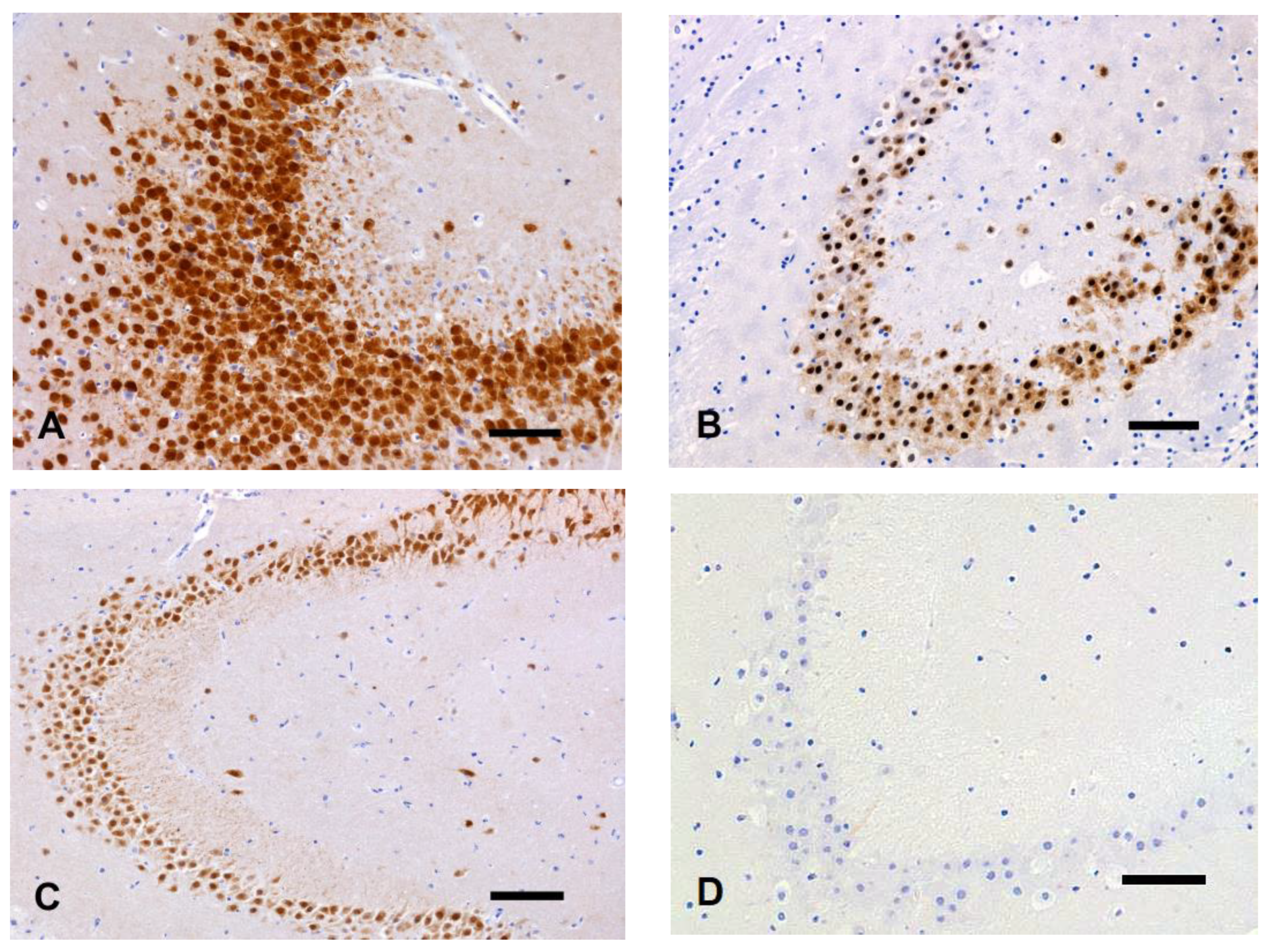 Animals 14 03676 g005