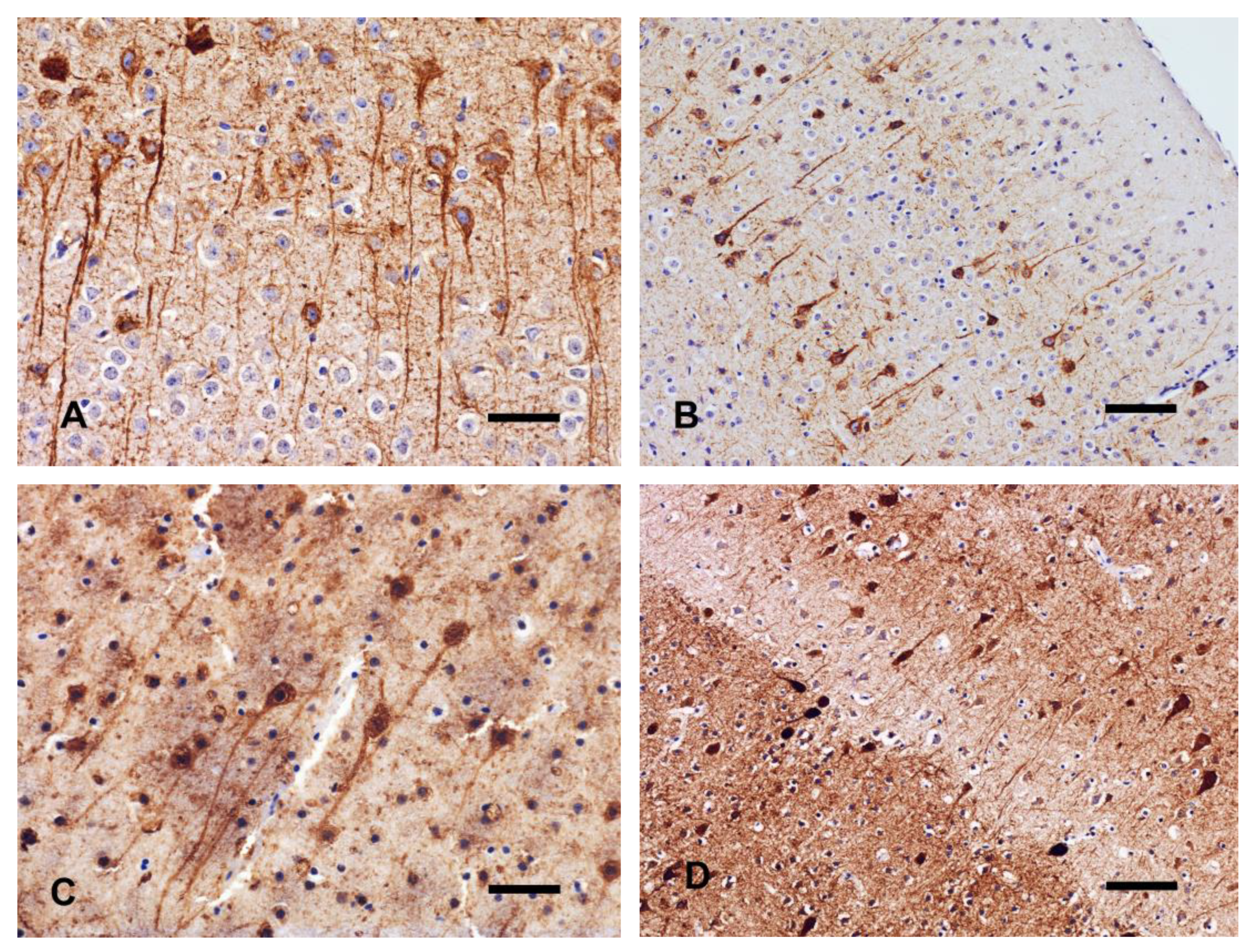 Animals 14 03676 g006