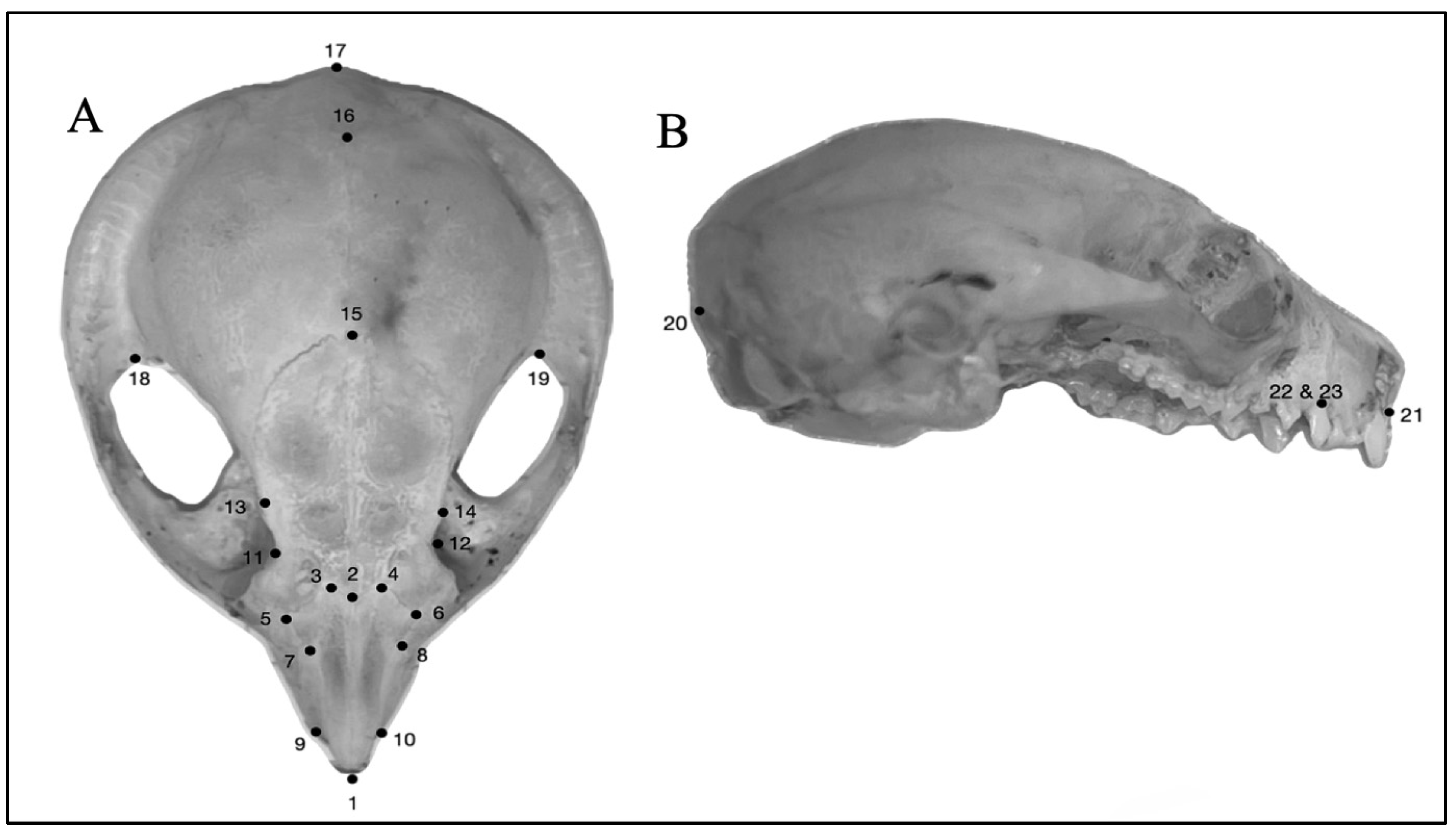 Animals 14 03680 g002