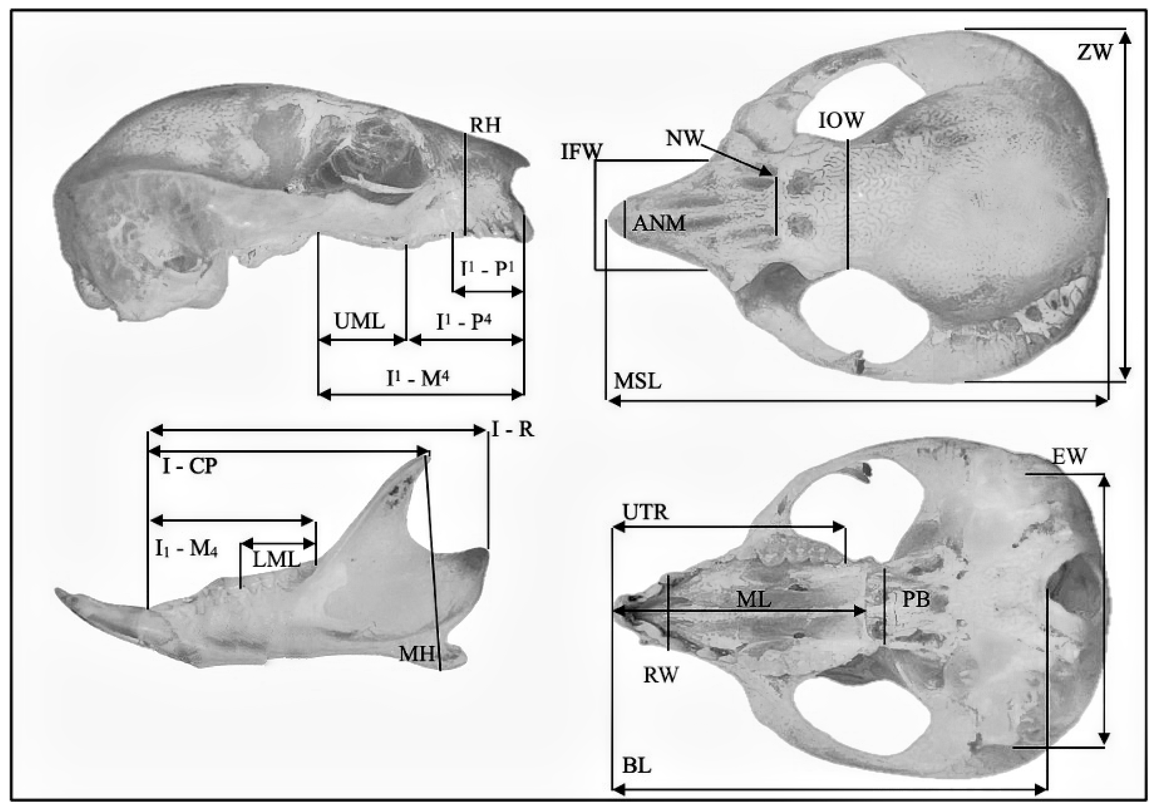 Animals 14 03680 g003