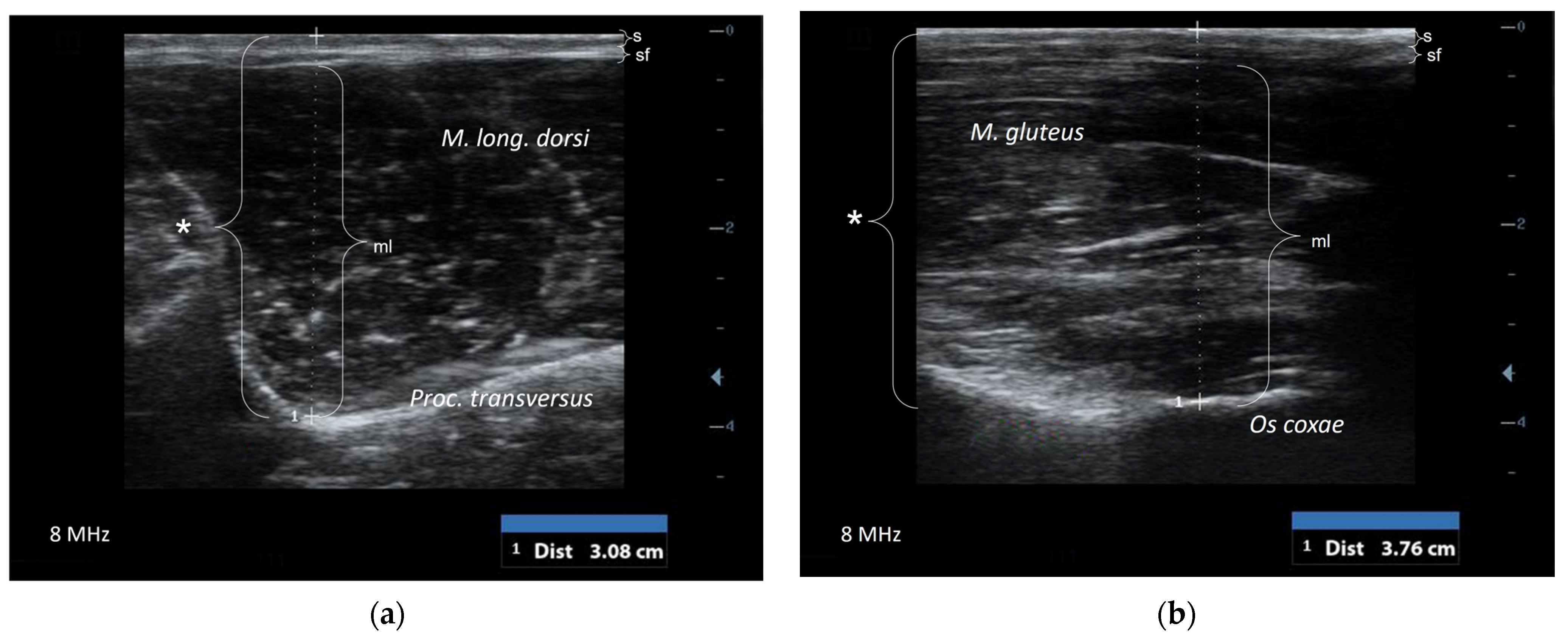 Animals 14 03695 g002