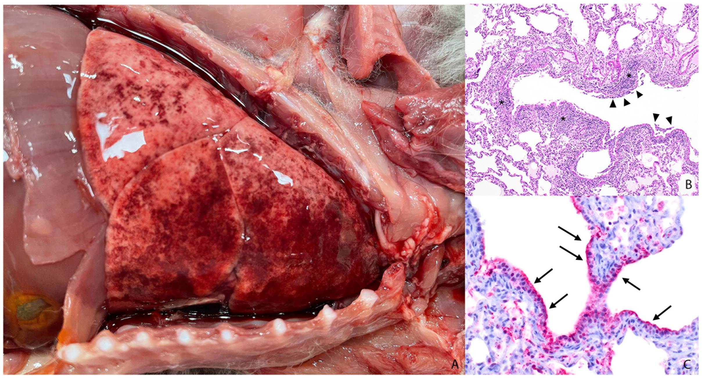 Animals 14 03700 g002