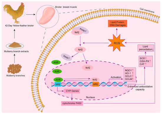 male broiler chickens glutathione Protein lactylation in breast: Insights on occurrence mechanisms and the correlations with meat quality Mulberry Branch Extracts Enhance the