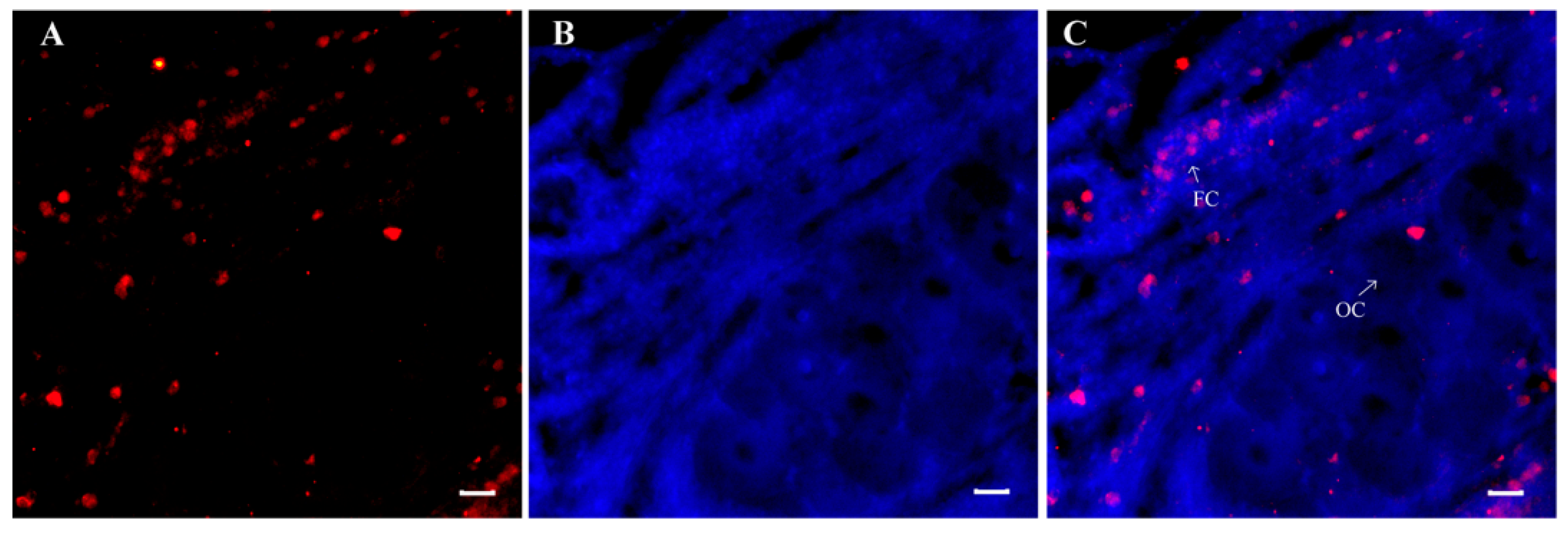 Animals 14 03706 g007 Animals 14 03706 g007