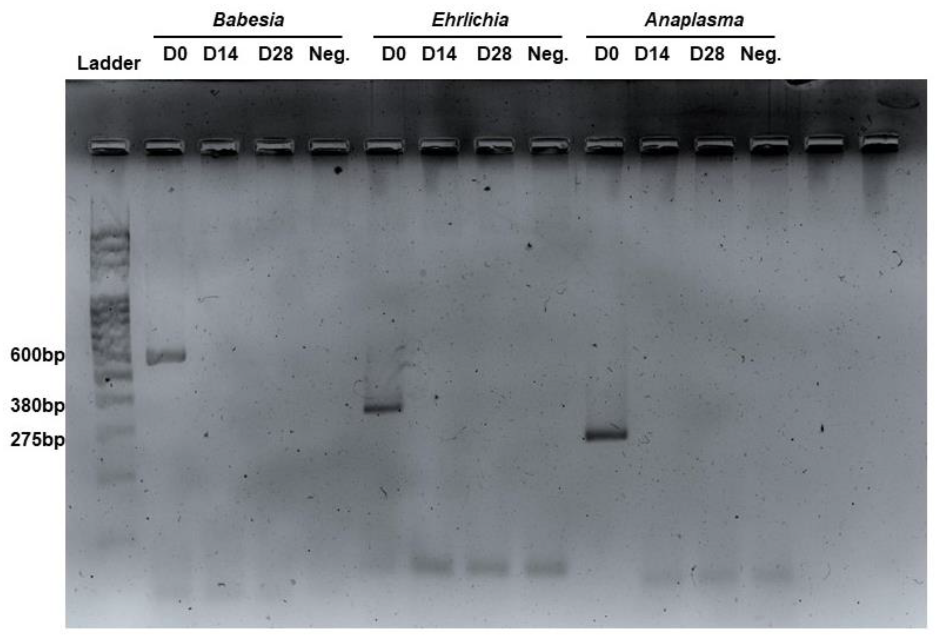 Animals 14 03714 g001