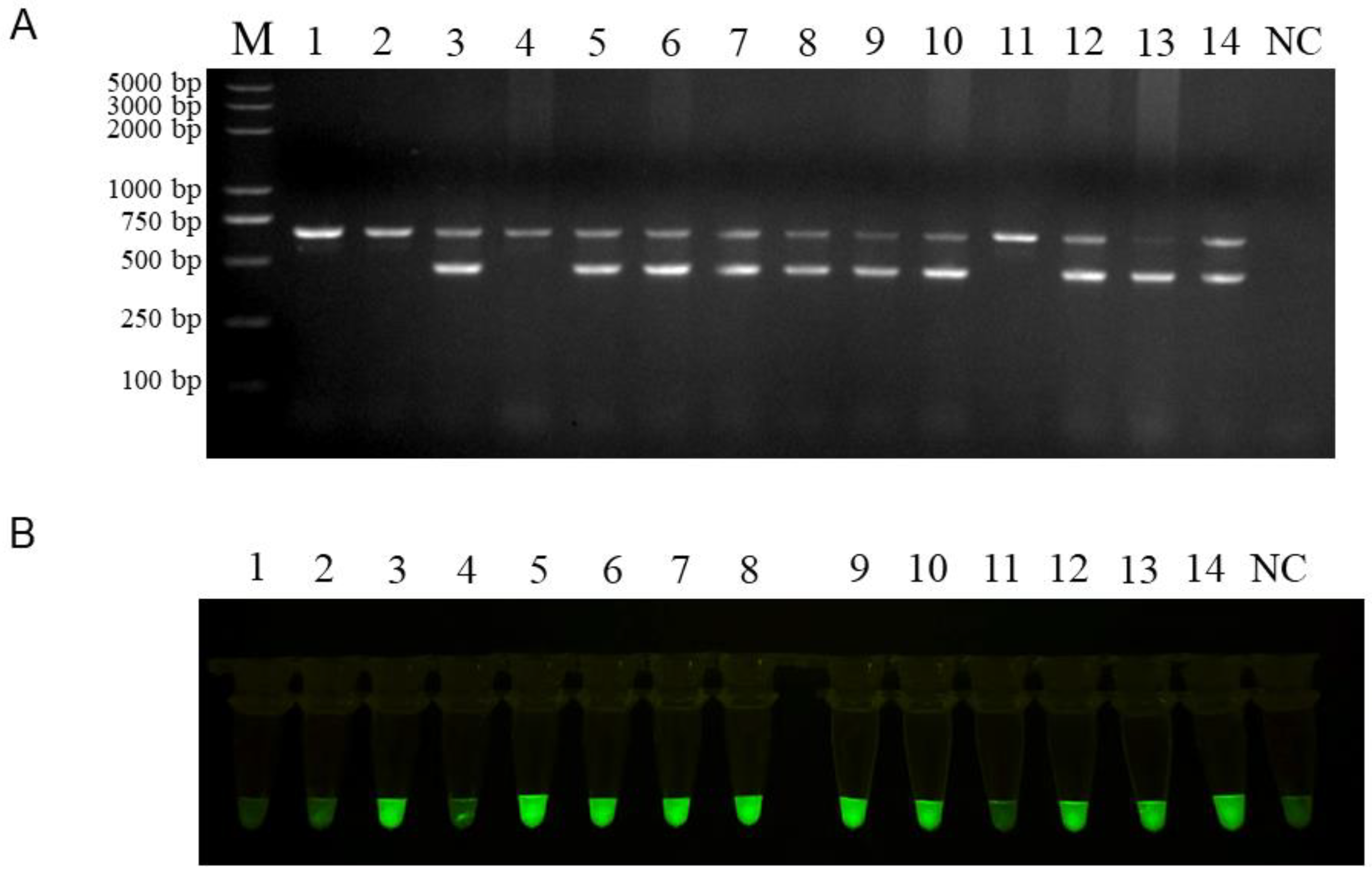 Using Recombinase-Aid Amplification Combined with Pyrococcus
