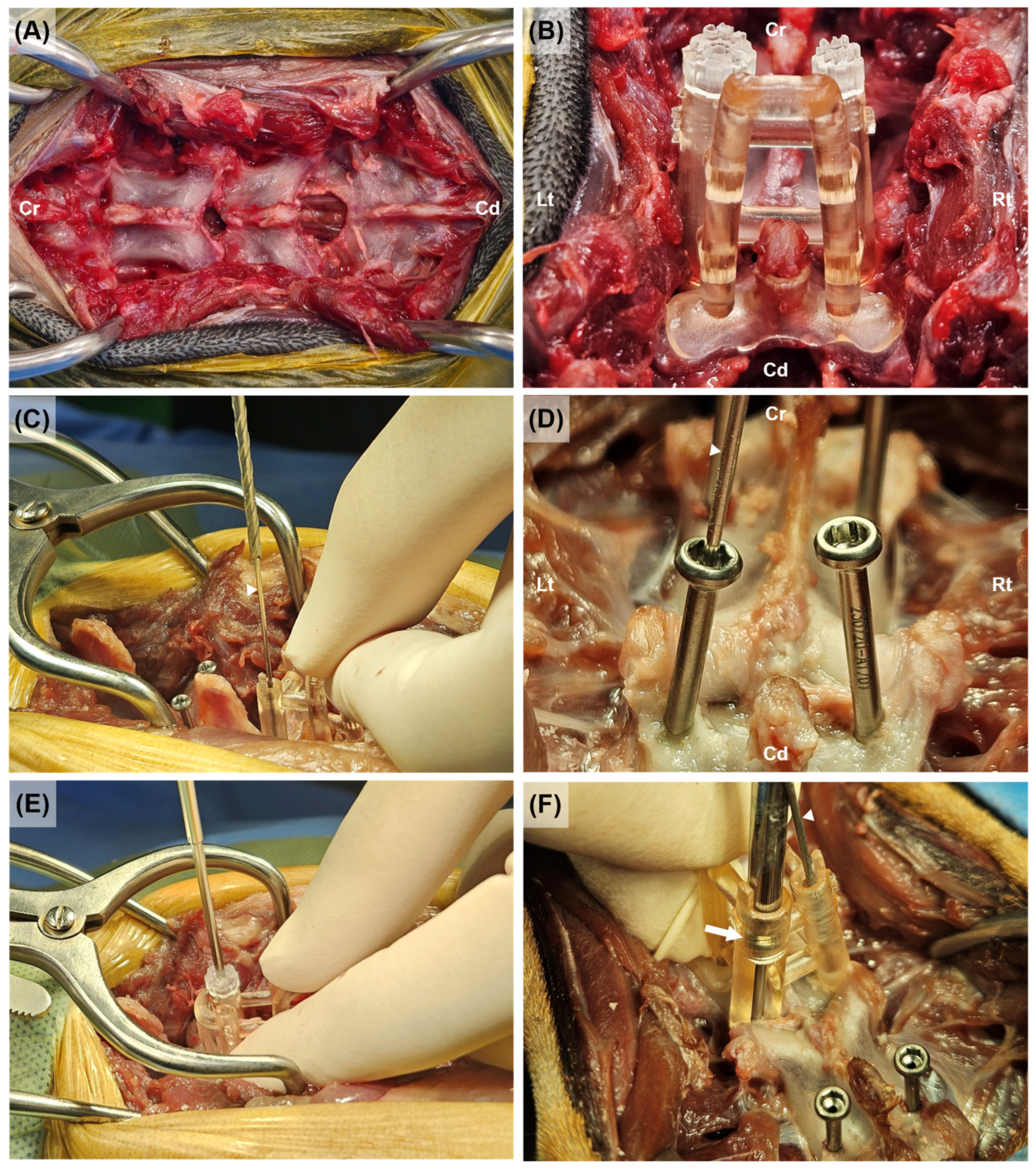 Animals 15 00014 g005