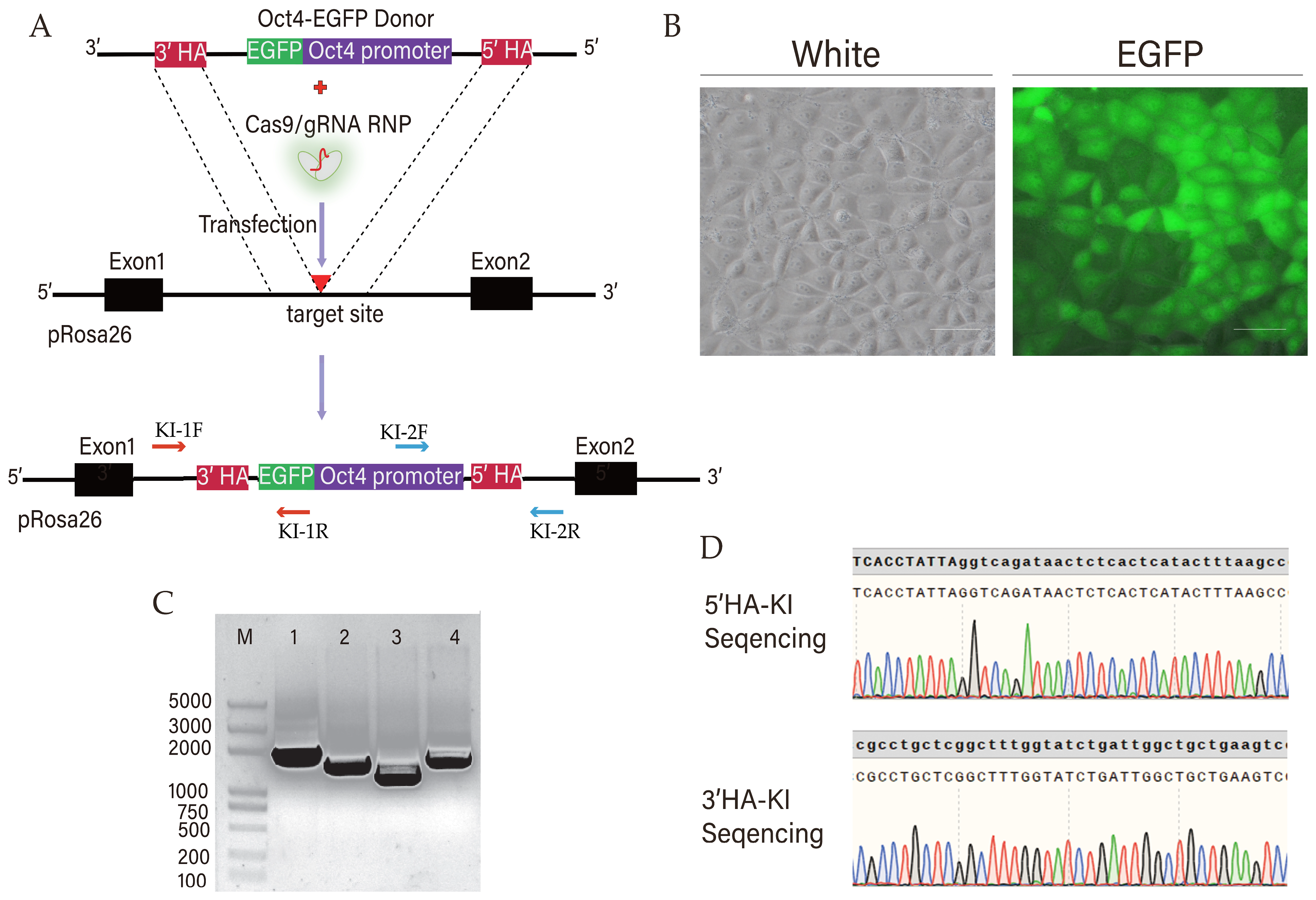 Animals 15 00019 g002