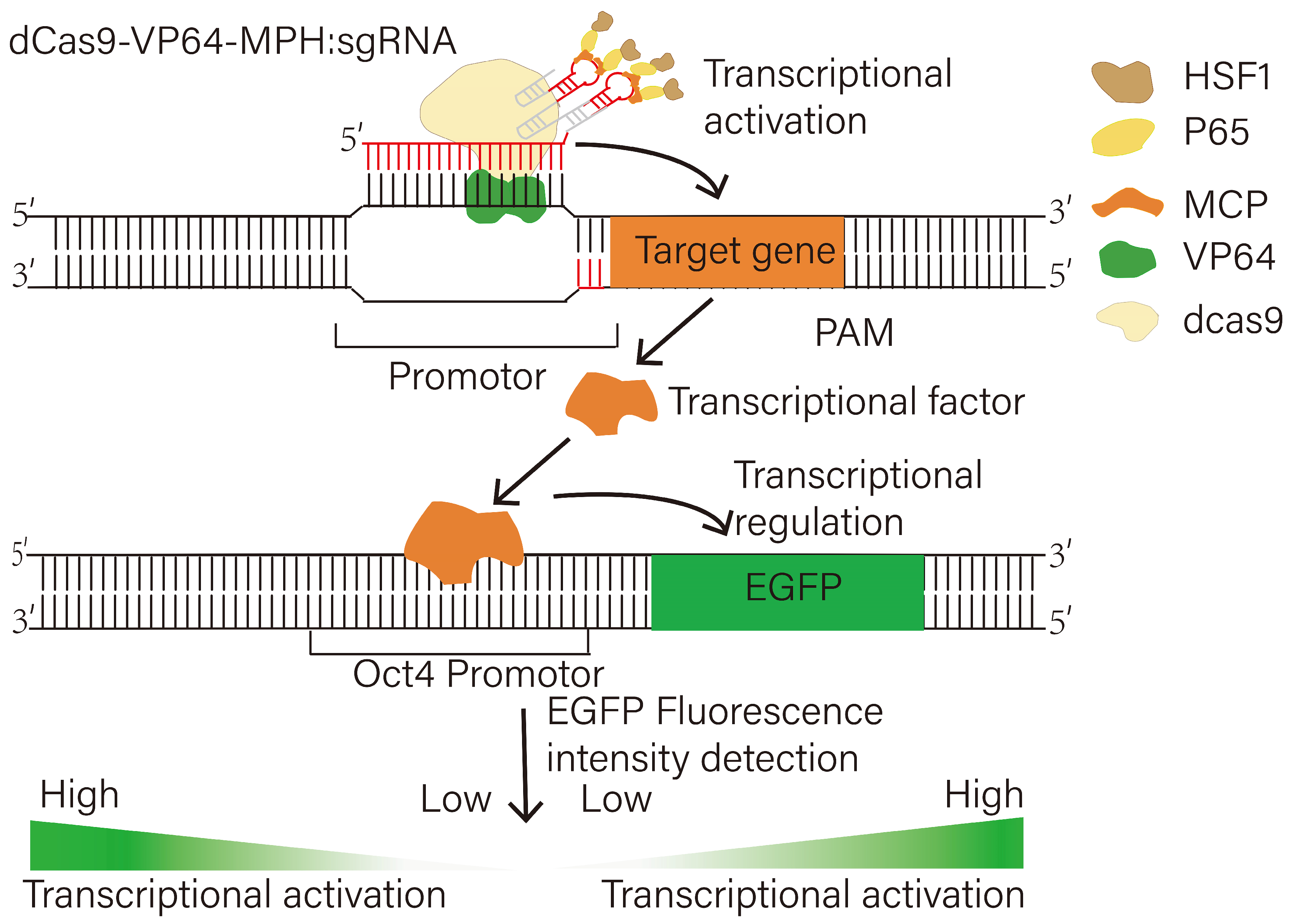 Animals 15 00019 g004
