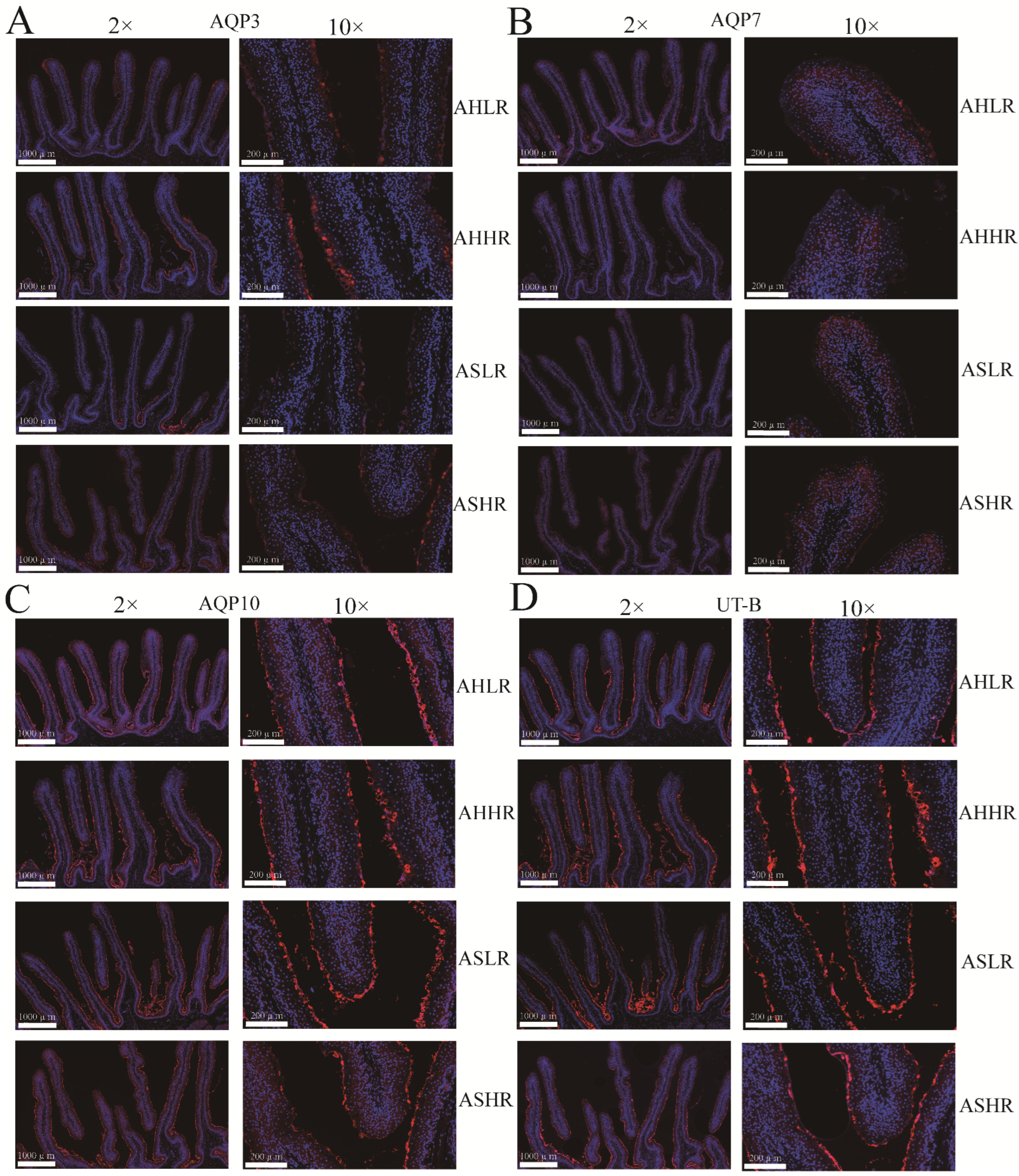 Animals 15 00034 g004