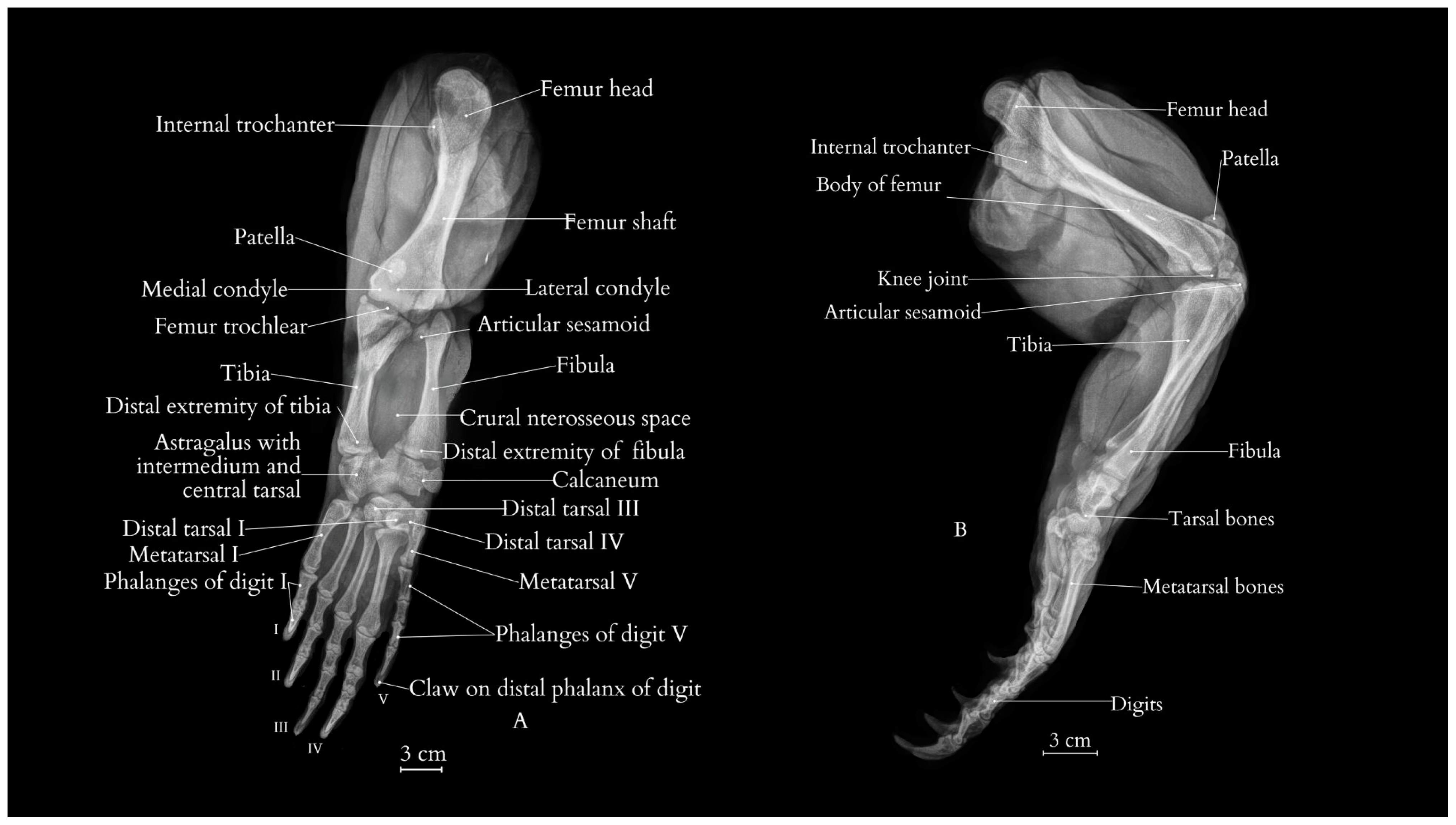 Animals 15 00035 g002