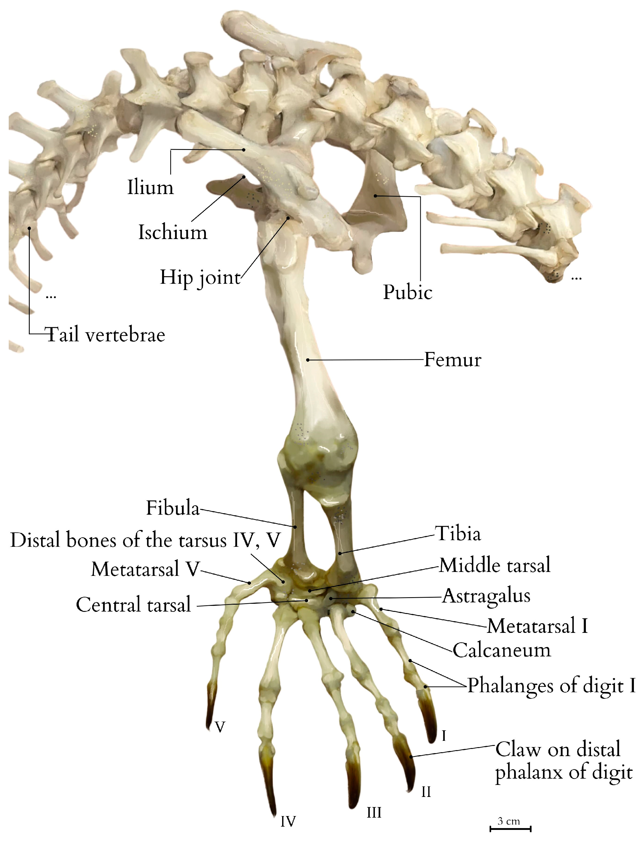 Animals 15 00035 g003