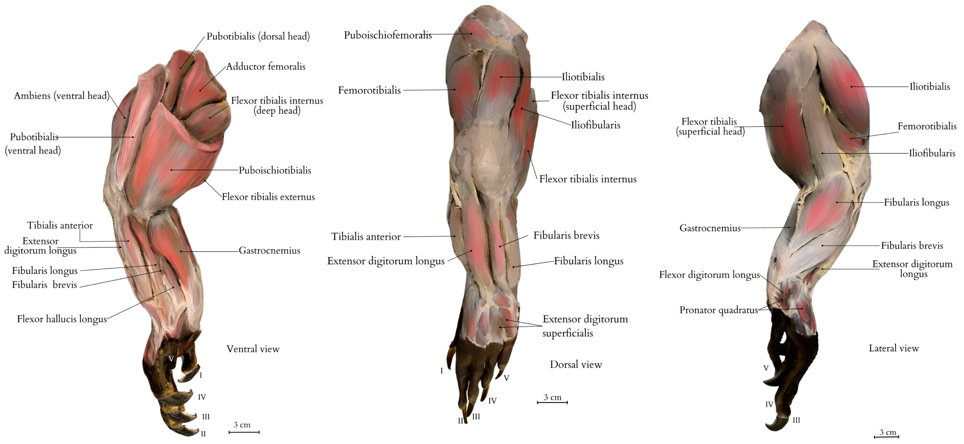 Animals 15 00035 g004