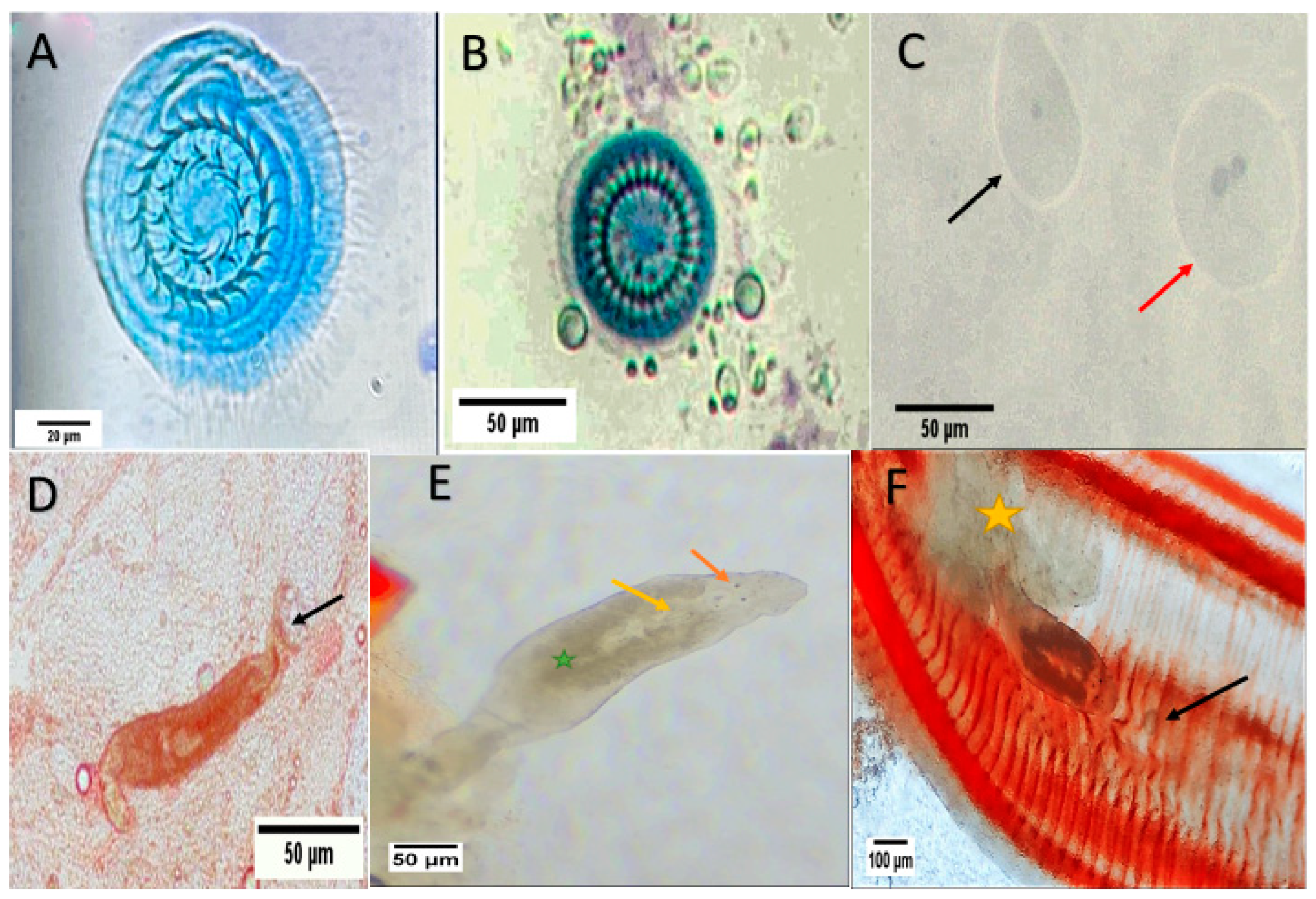 Animals 15 00039 g001 Animals 15 00039 g001