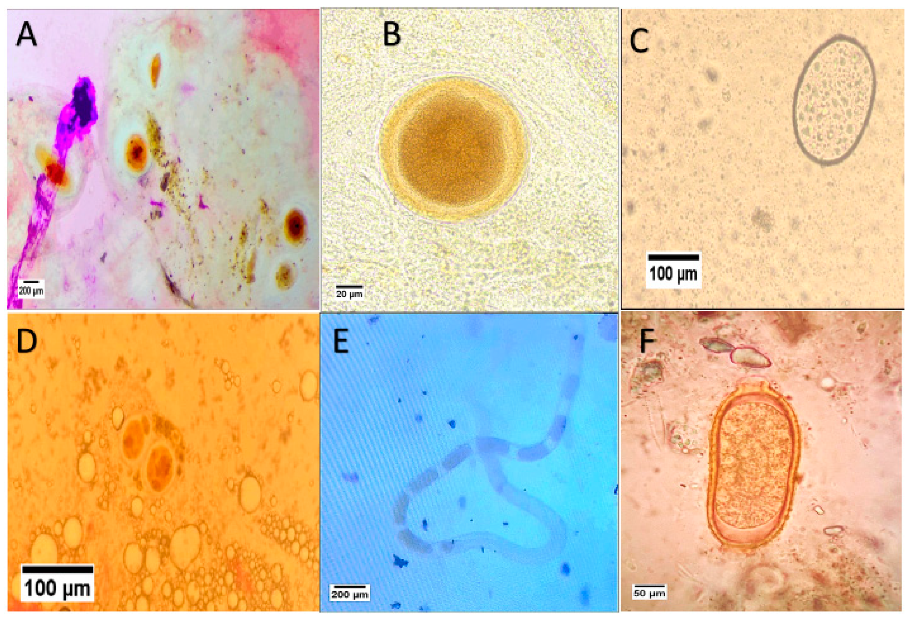 Animals 15 00039 g002 Animals 15 00039 g002