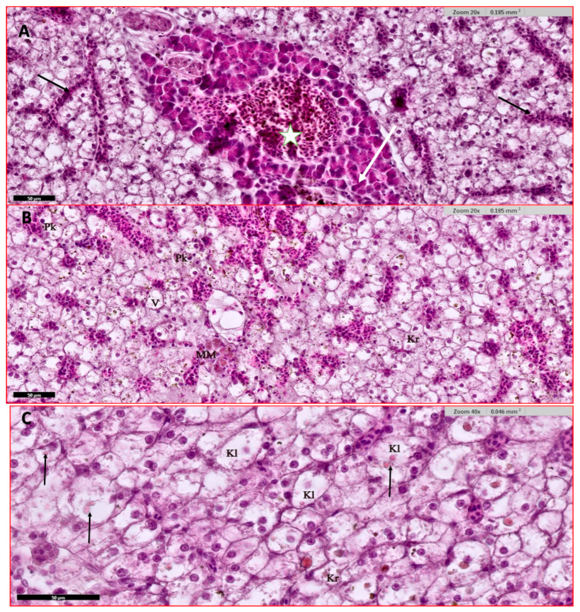 Animals 15 00039 g004 Animals 15 00039 g004