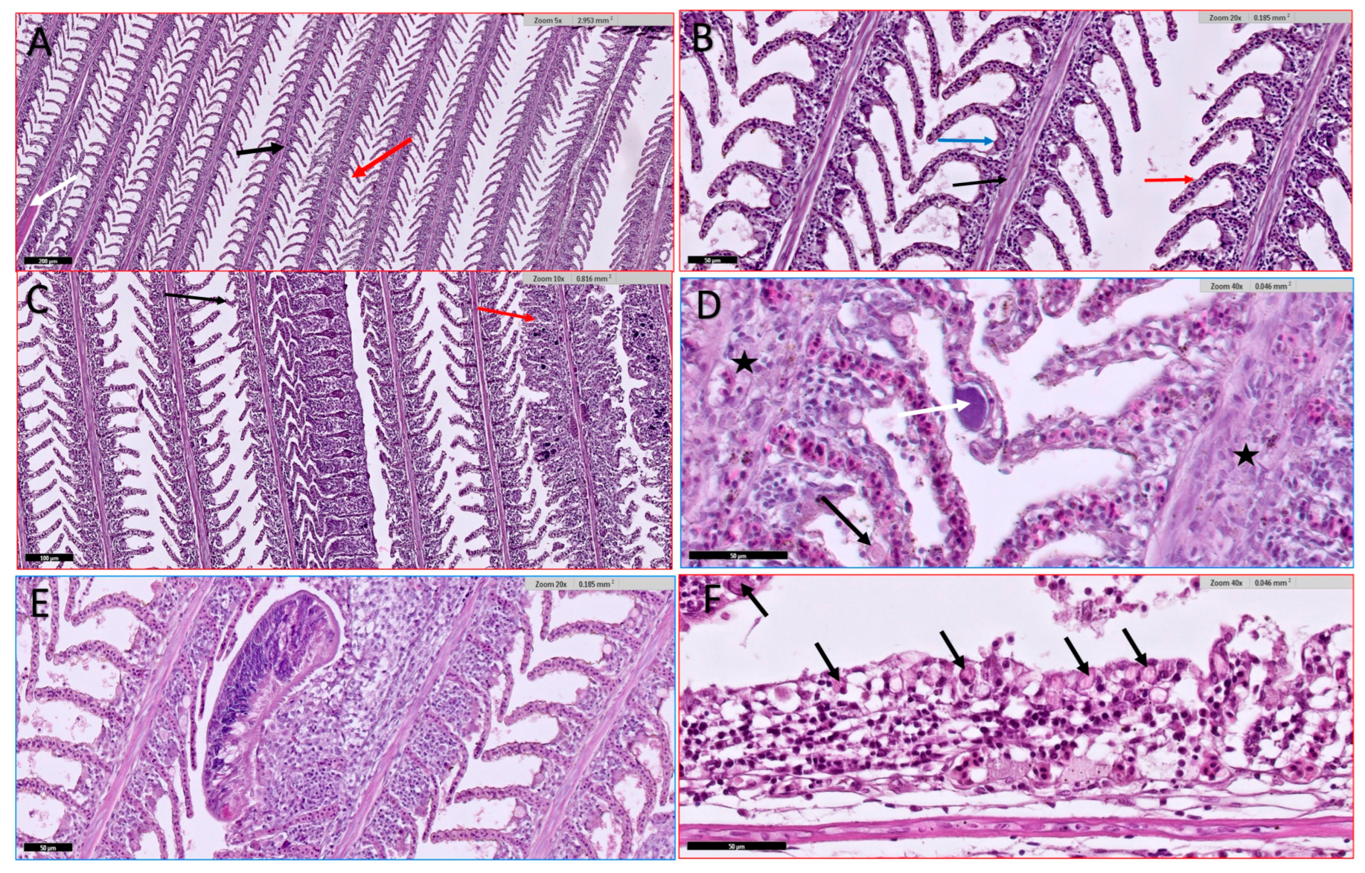 Animals 15 00039 g005 Animals 15 00039 g005