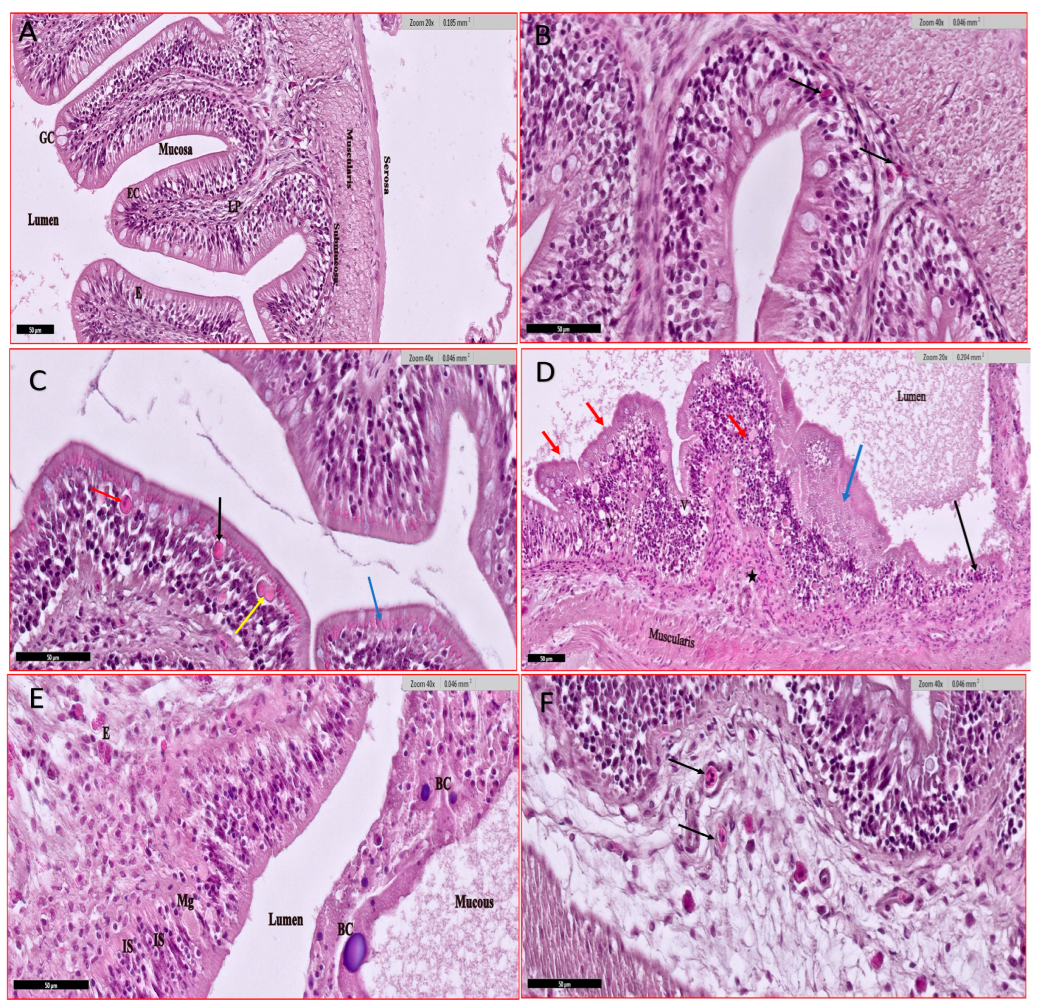 Animals 15 00039 g006 Animals 15 00039 g006