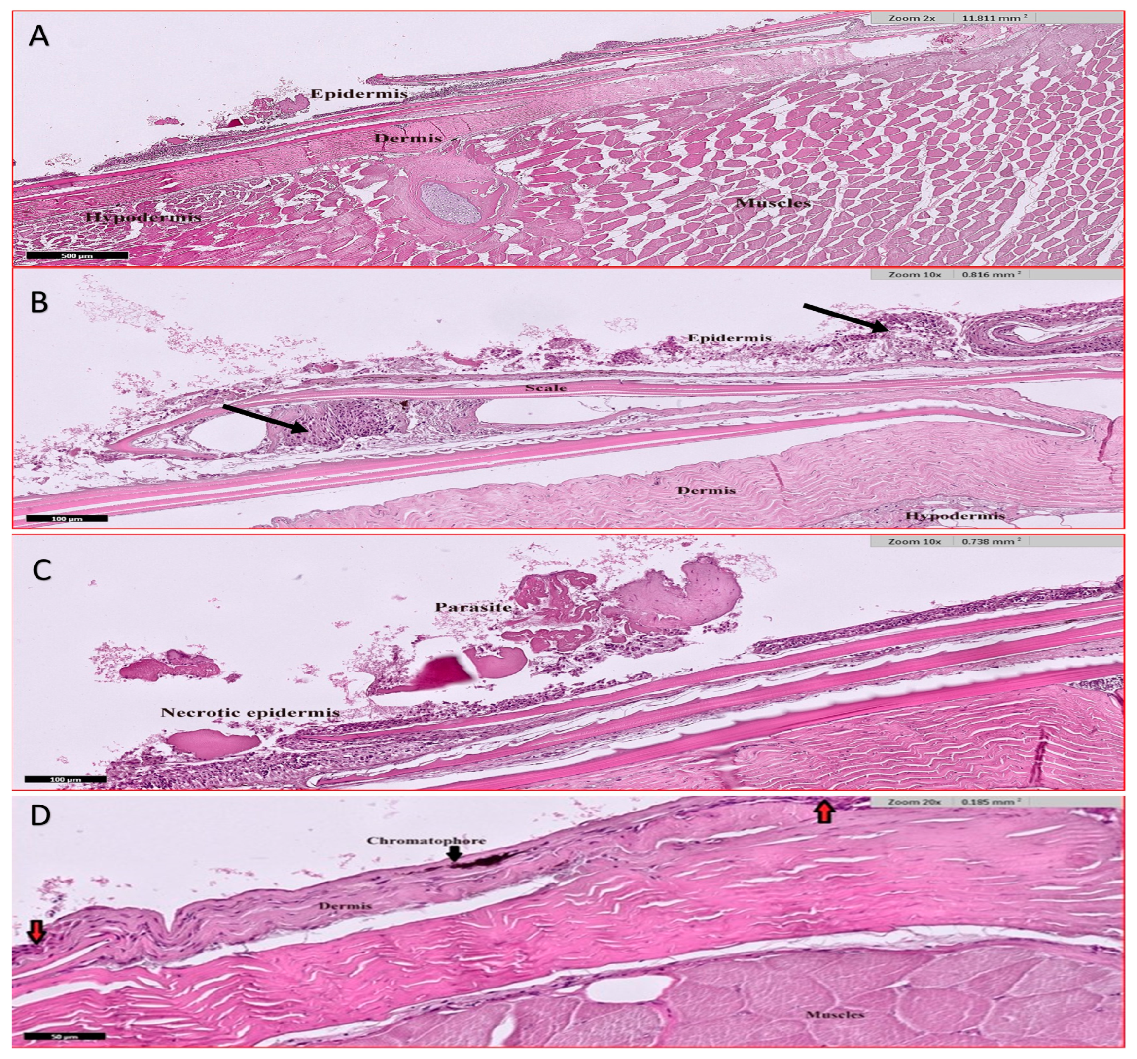 Animals 15 00039 g008 Animals 15 00039 g008