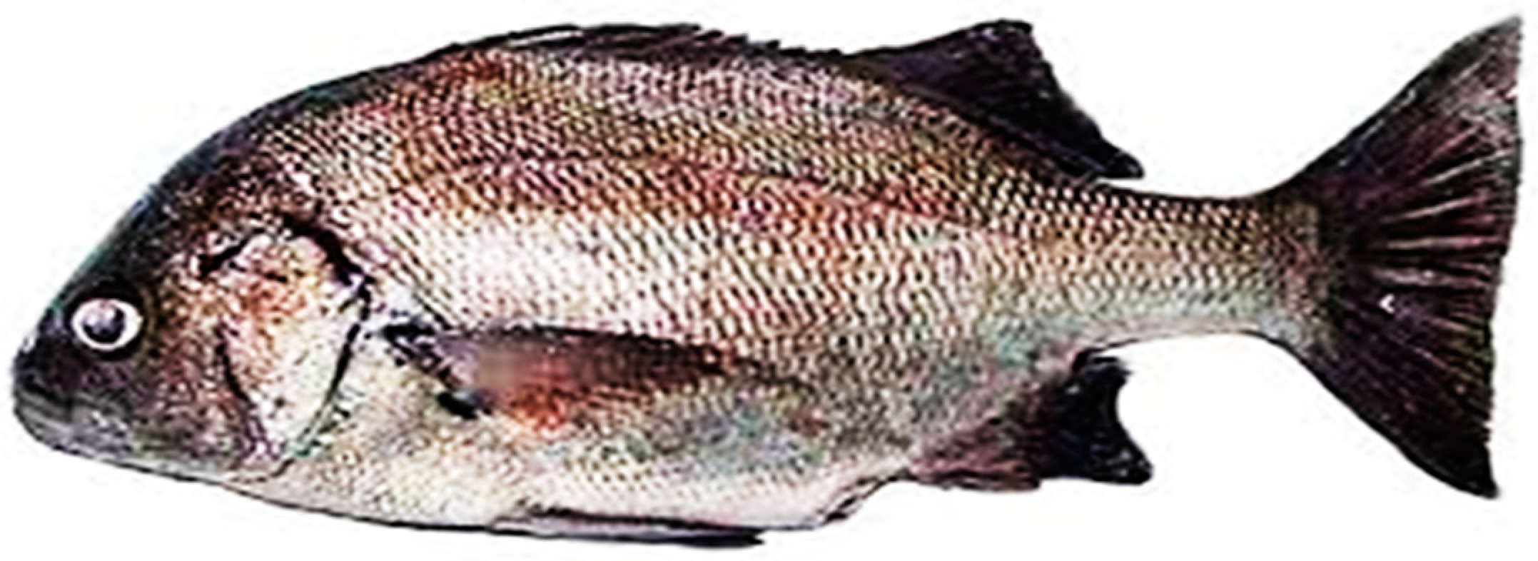 Animals 15 00048 g001