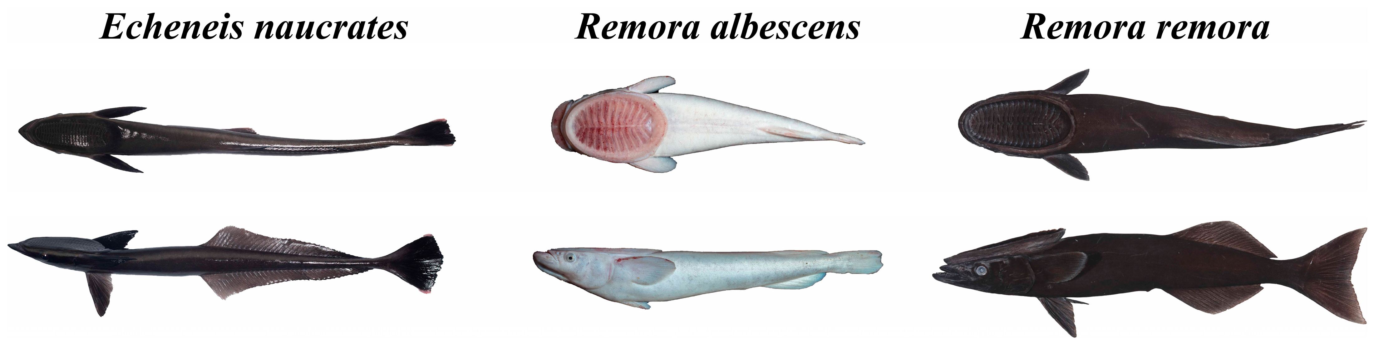 Animals 15 00081 g001