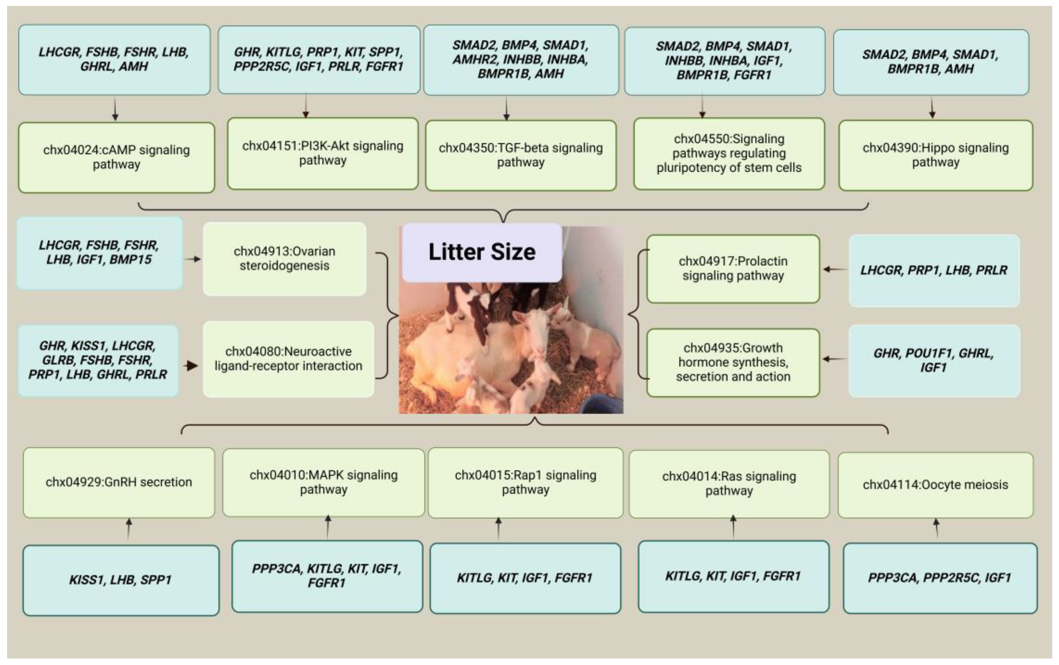 Animals 15 00082 g002