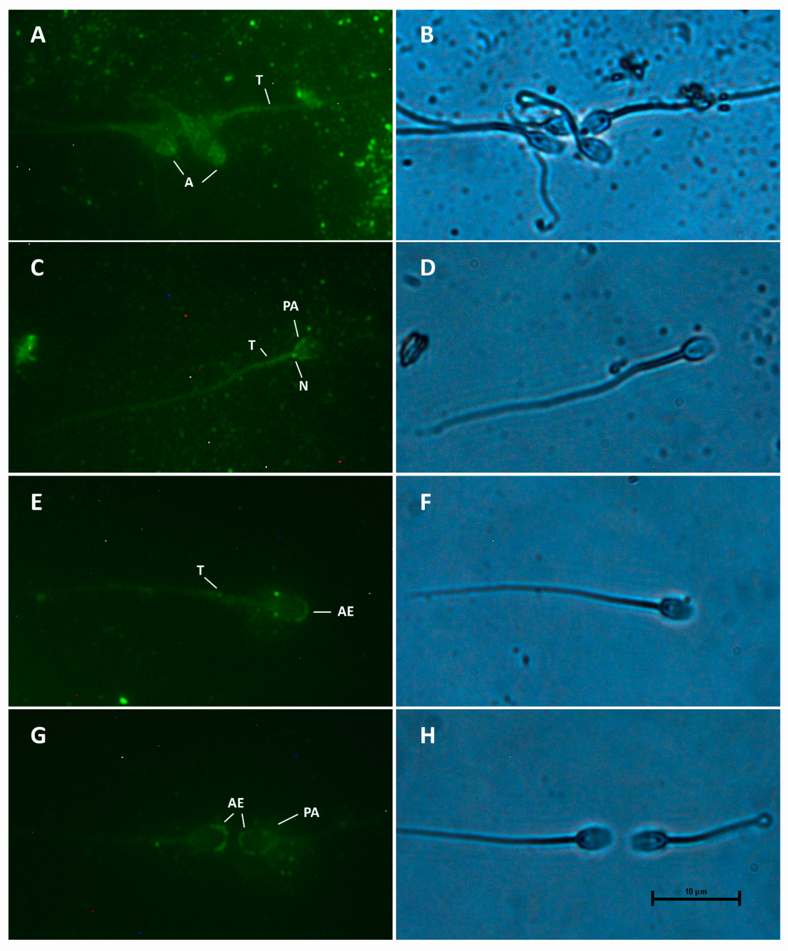 Animals 15 00083 g004 Animals 15 00083 g004