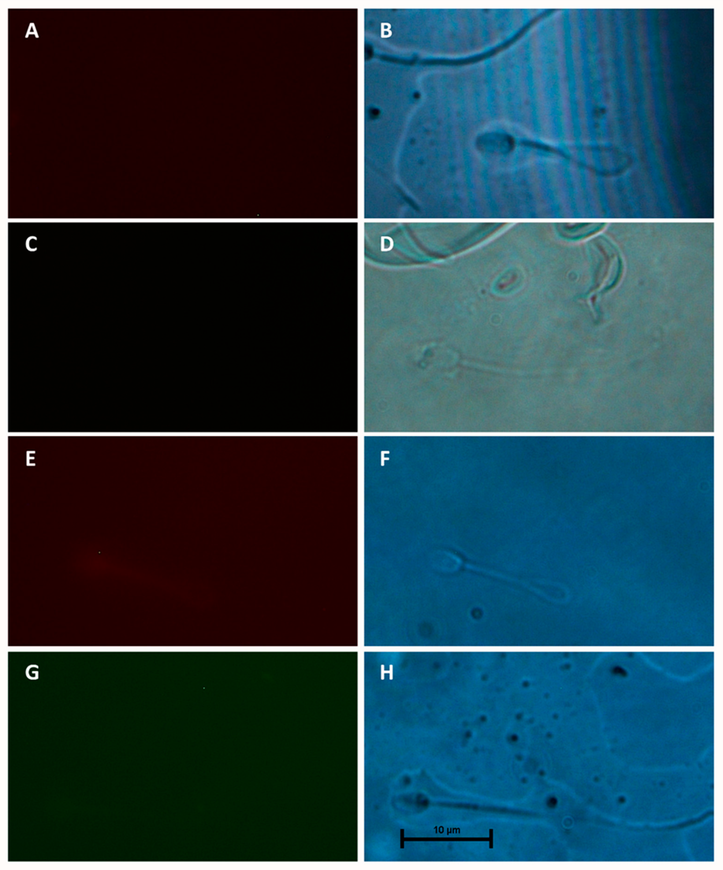 Animals 15 00083 g005 Animals 15 00083 g005