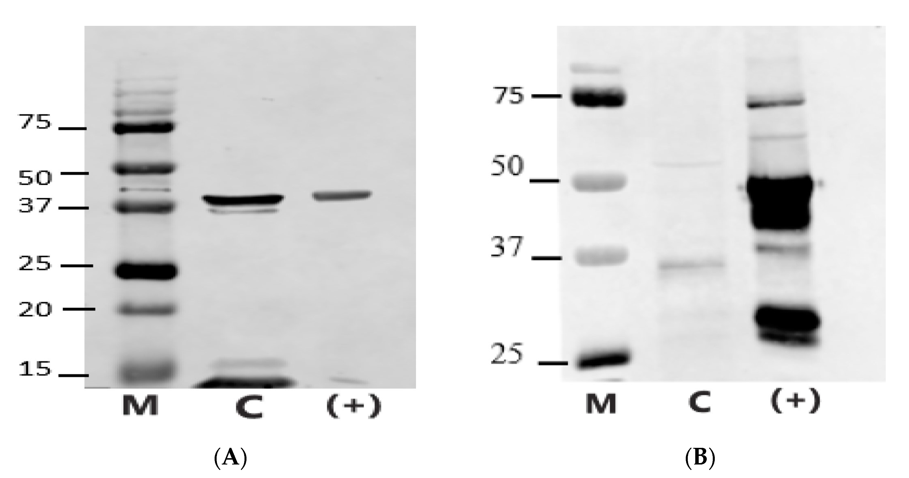 Animals 15 00083 g007 Animals 15 00083 g007