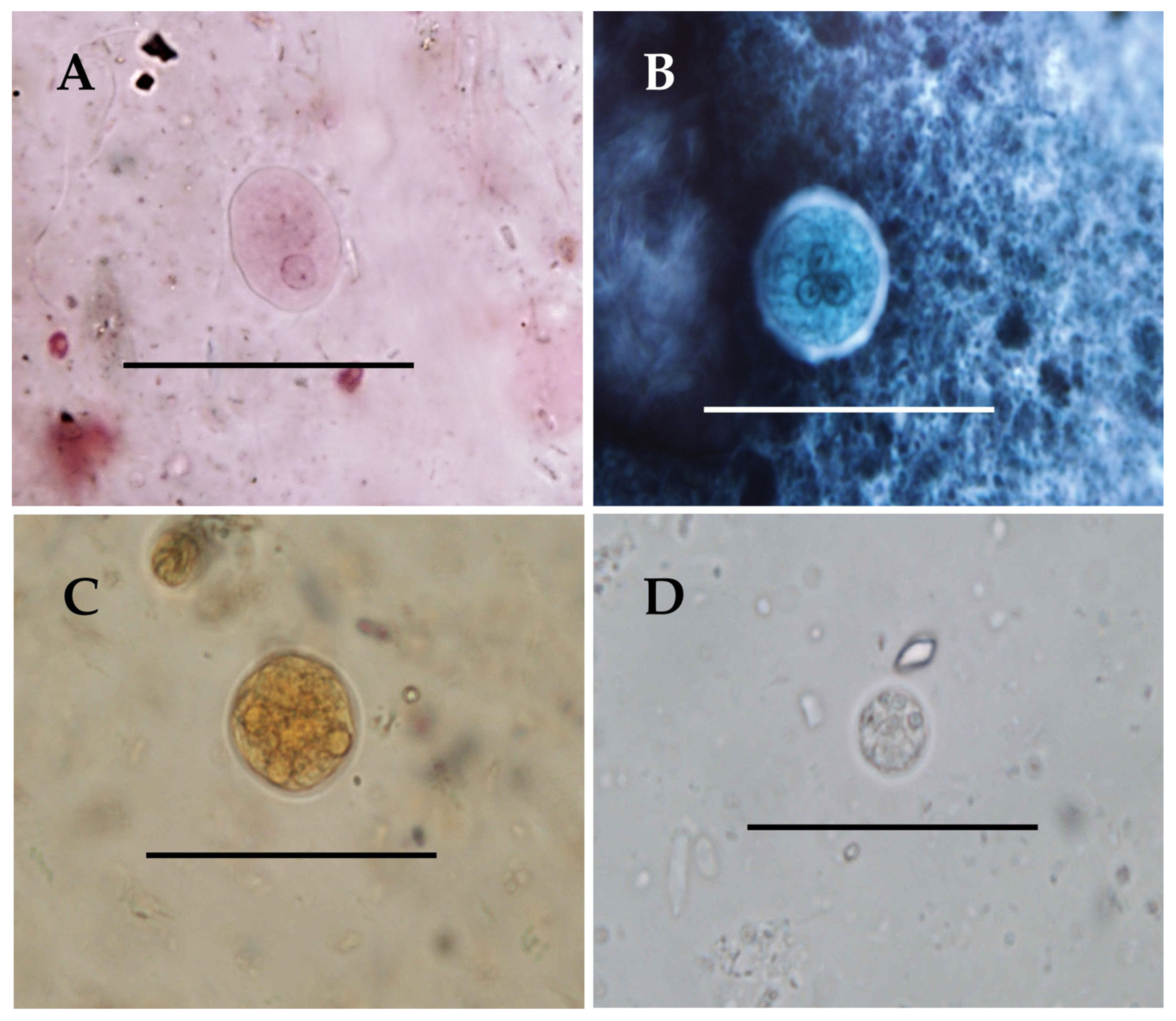 Animals 15 00090 g001