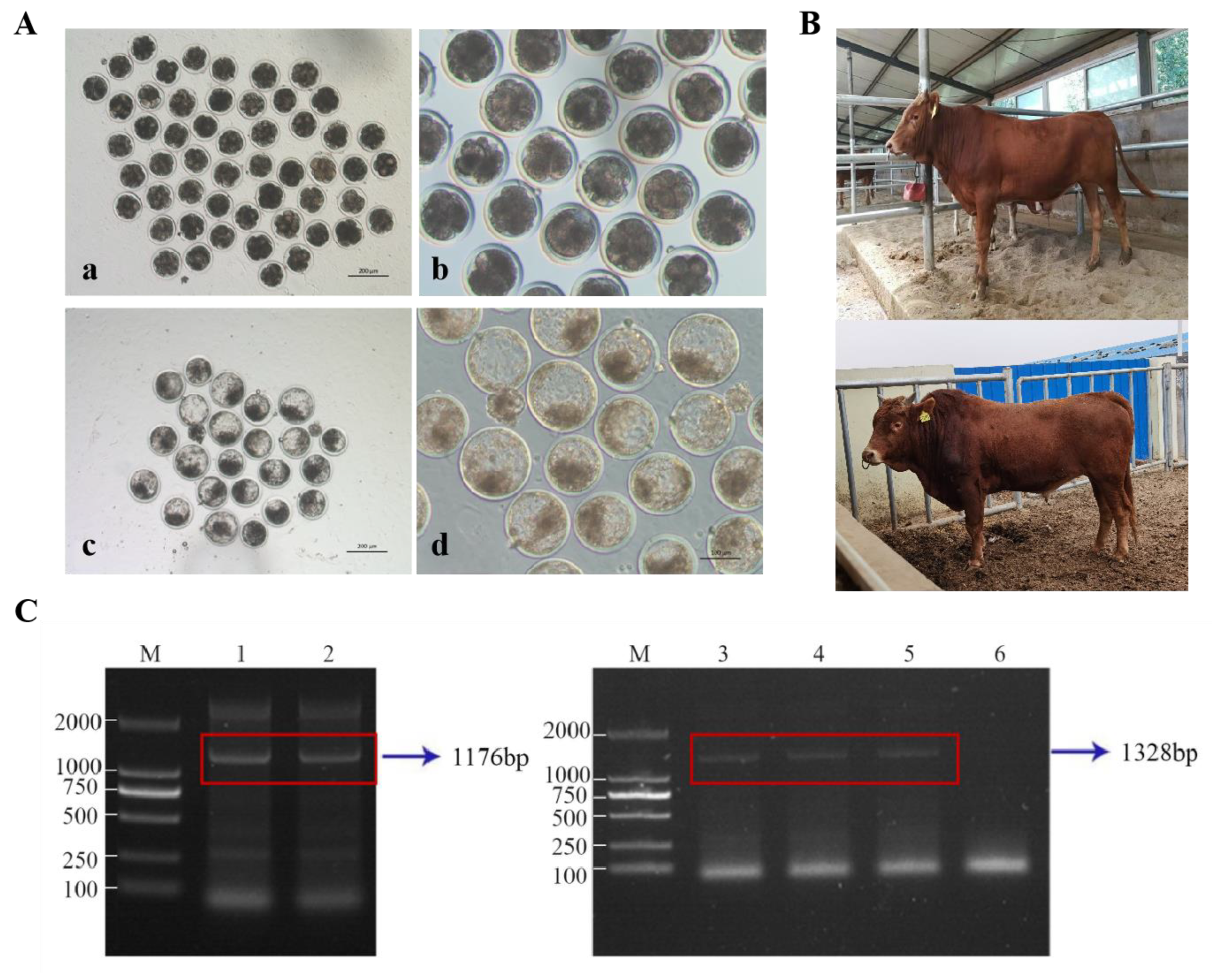 Animals 15 00093 g004