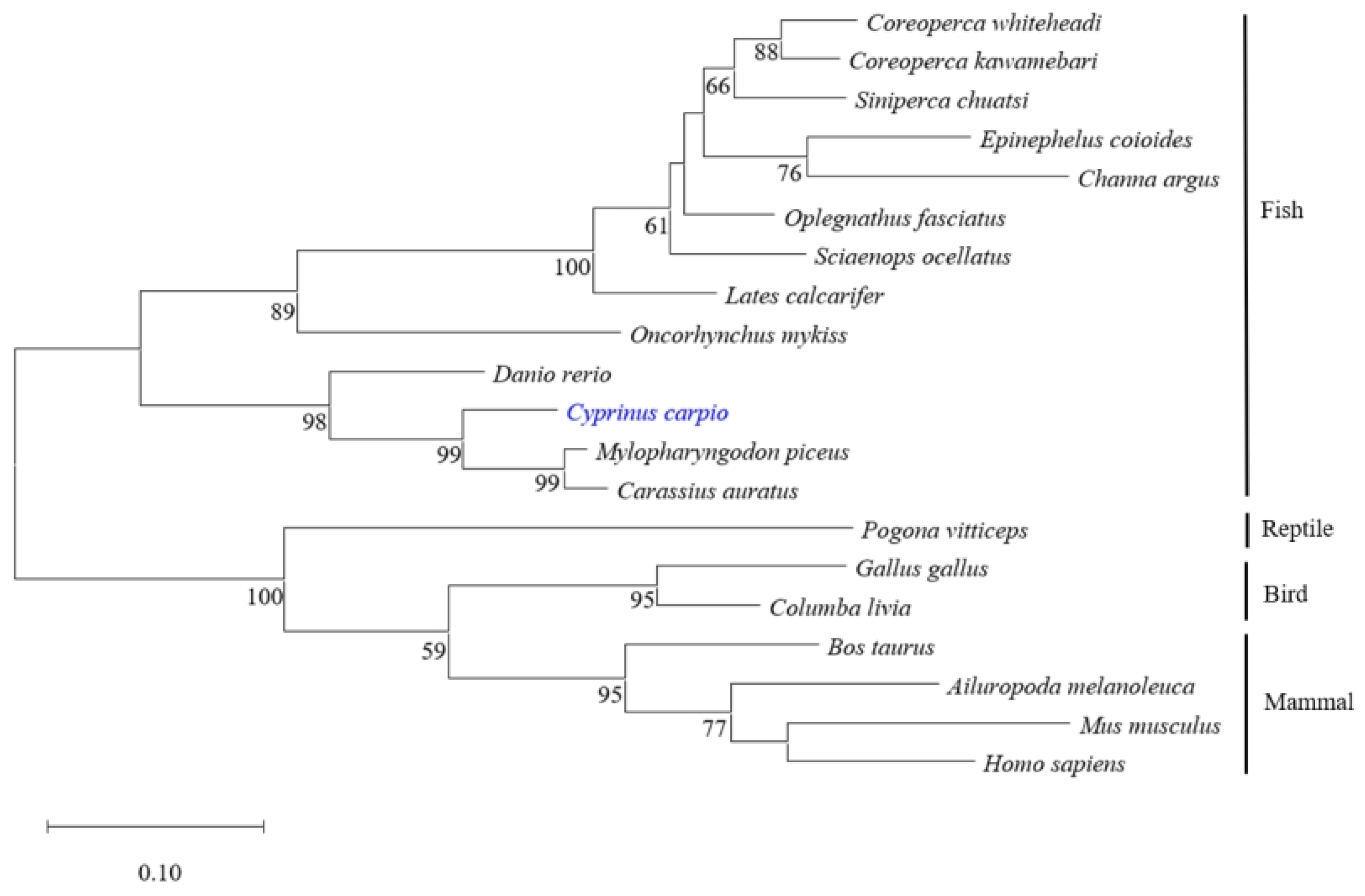 Animals 15 00096 g002