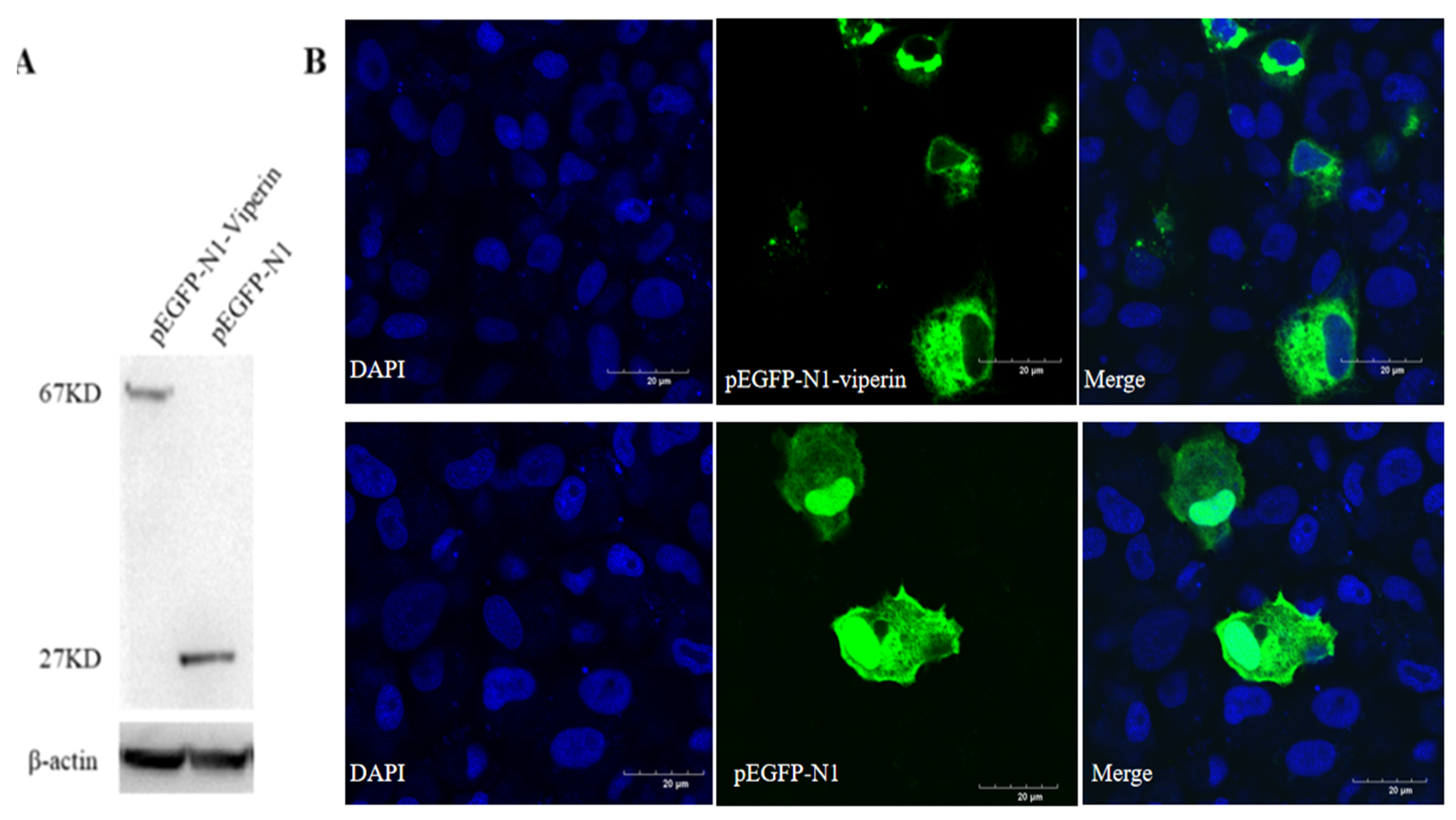 Animals 15 00096 g004