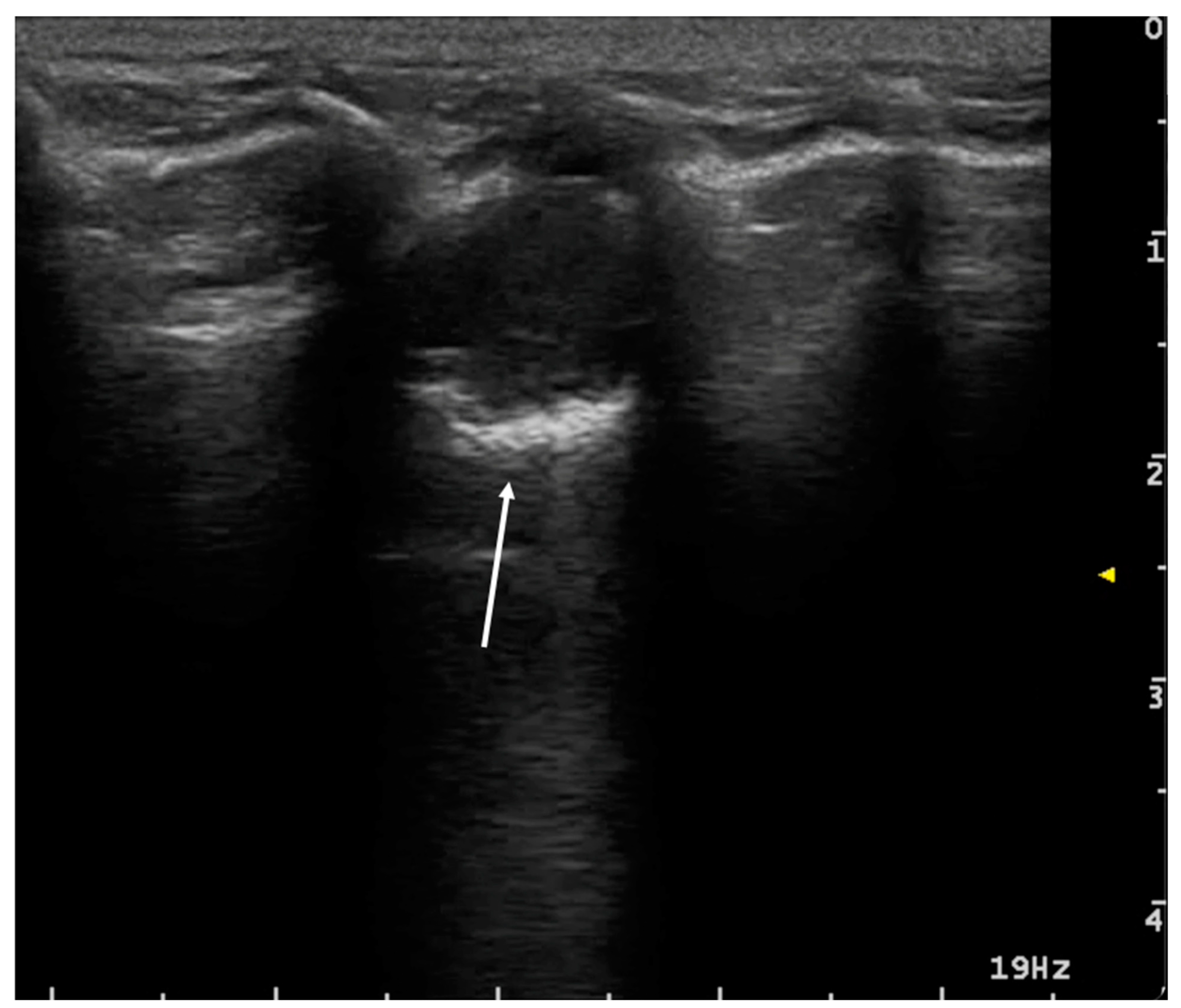 Animals 15 00106 g009 Animals 15 00106 g009