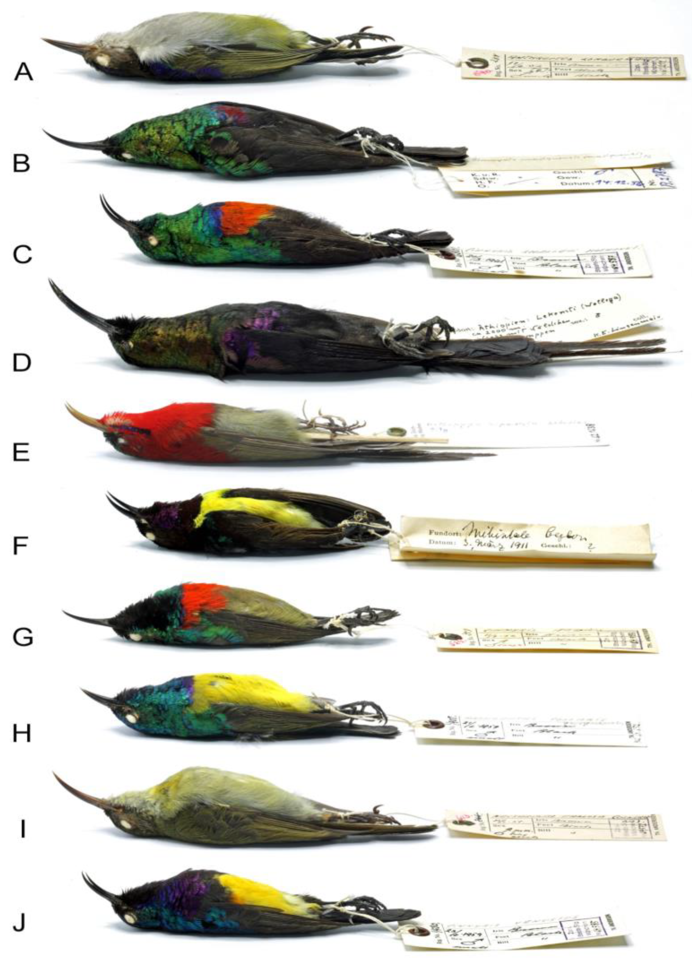 Animals 15 00110 g001 Animals 15 00110 g001