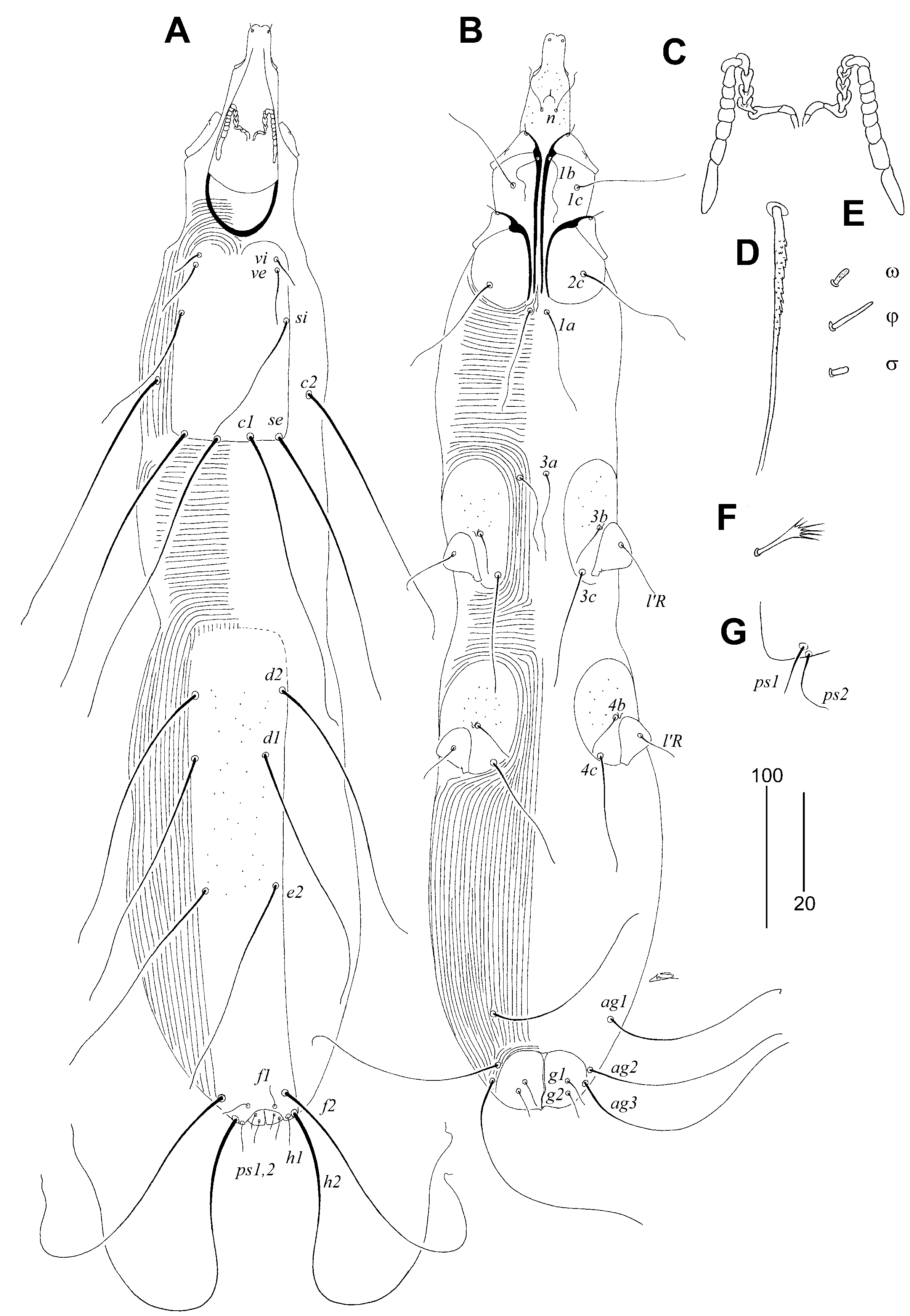 Animals 15 00110 g004 Animals 15 00110 g004
